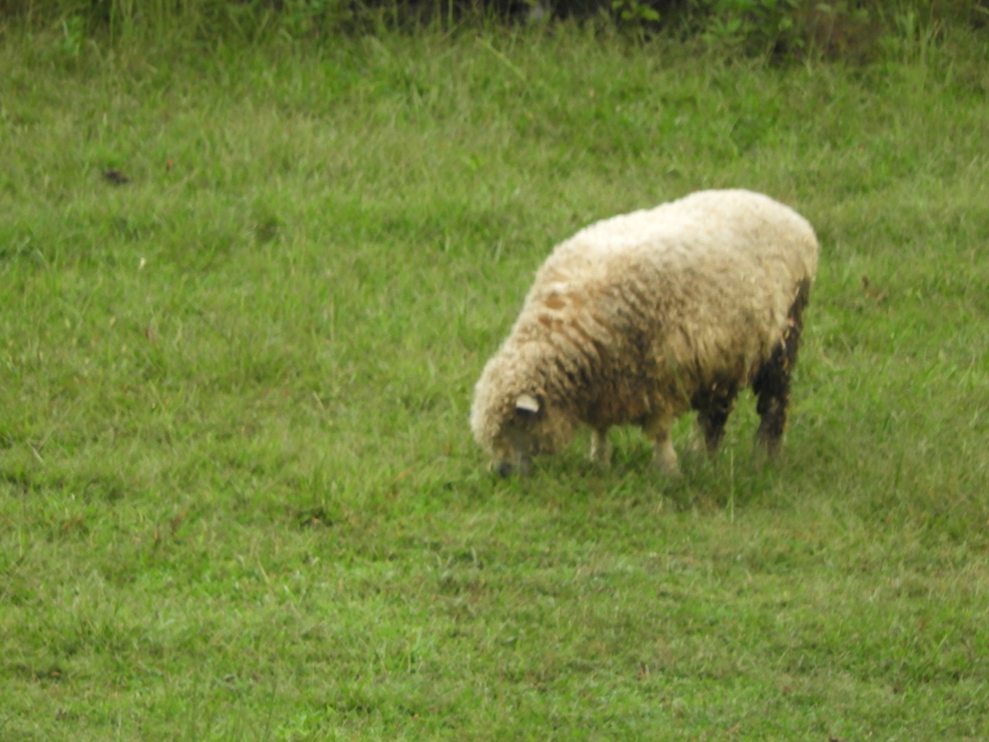 Booker T Washington National Monument in VA 13 of 19 (#5835)