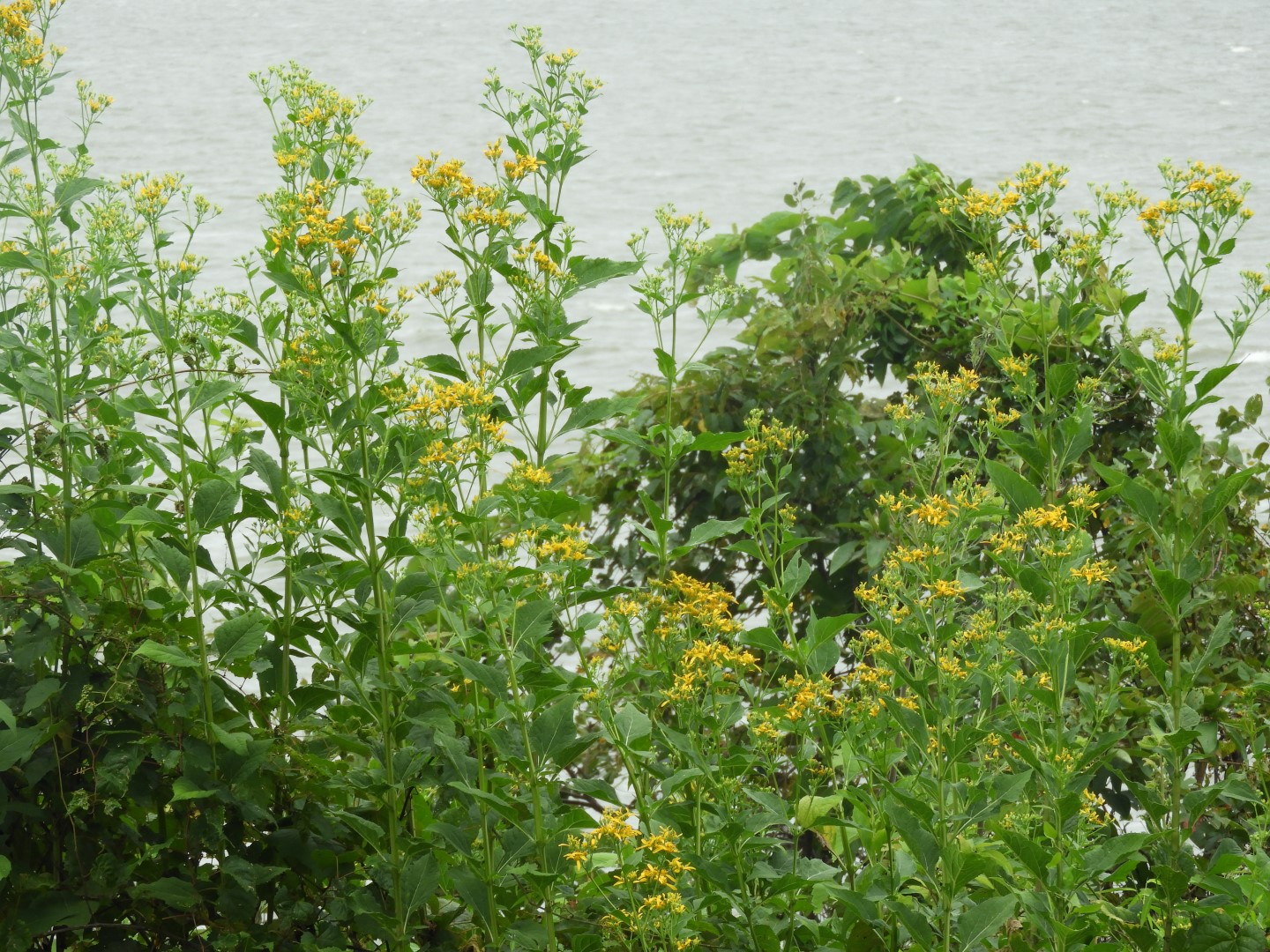 Colonial Parkway in Eastern Virginia  9 of 11 (#5994)