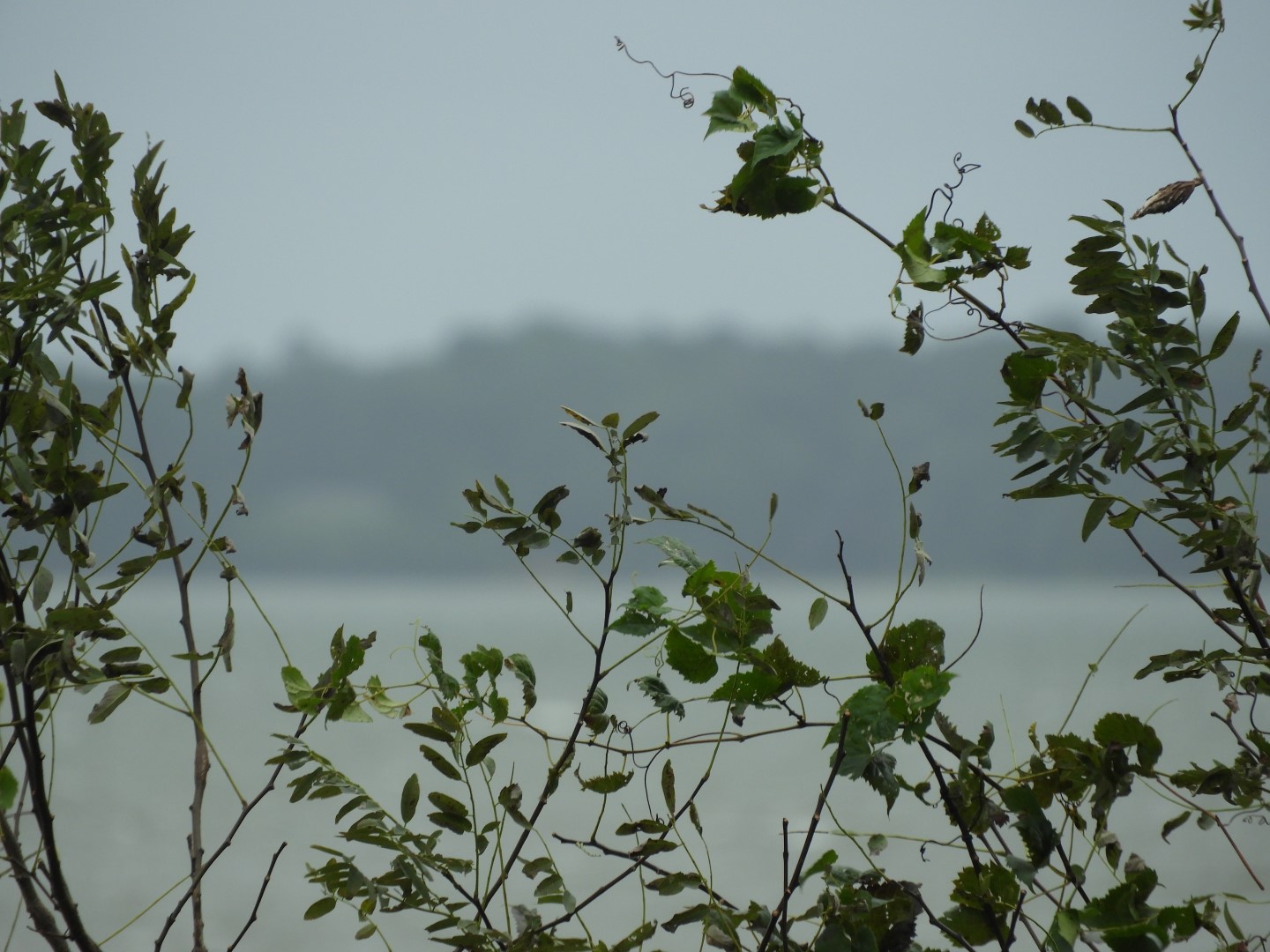 Colonial Parkway in Eastern Virginia 11 of 11 (#5996)