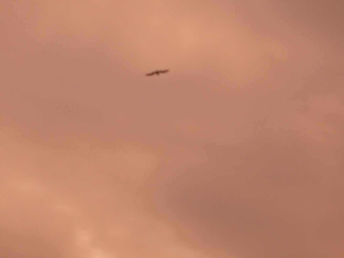 Birds near the Hotel in Virginia Beach VA  1 of  8 (#6086)