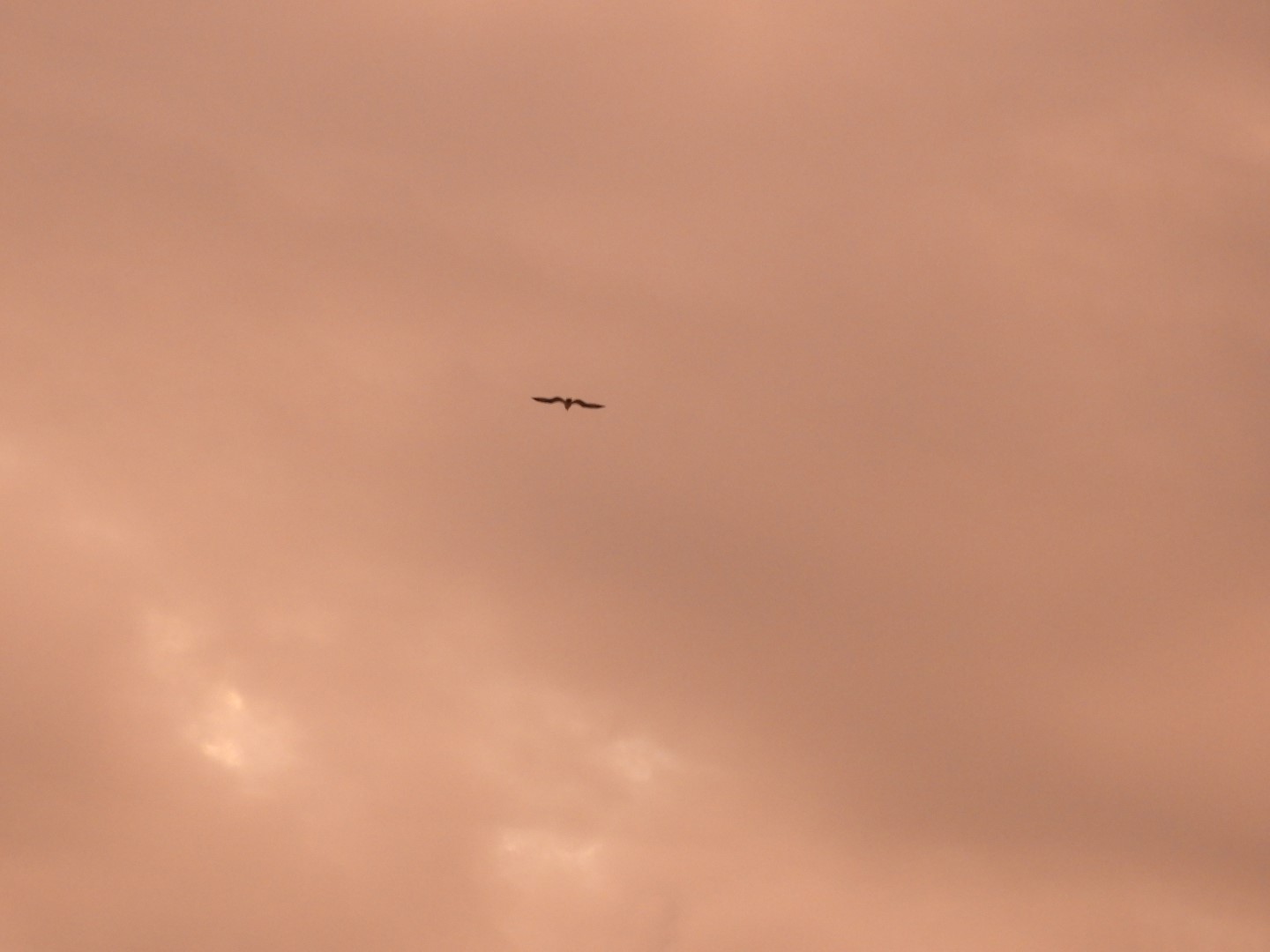 Birds near the Hotel in Virginia Beach VA  2 of  8 (#6087)