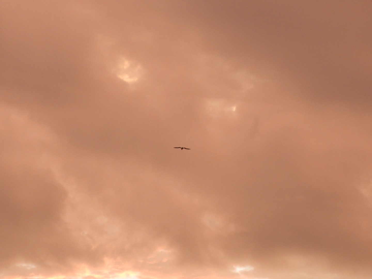 Birds near the Hotel in Virginia Beach VA  3 of  8 (#6088)