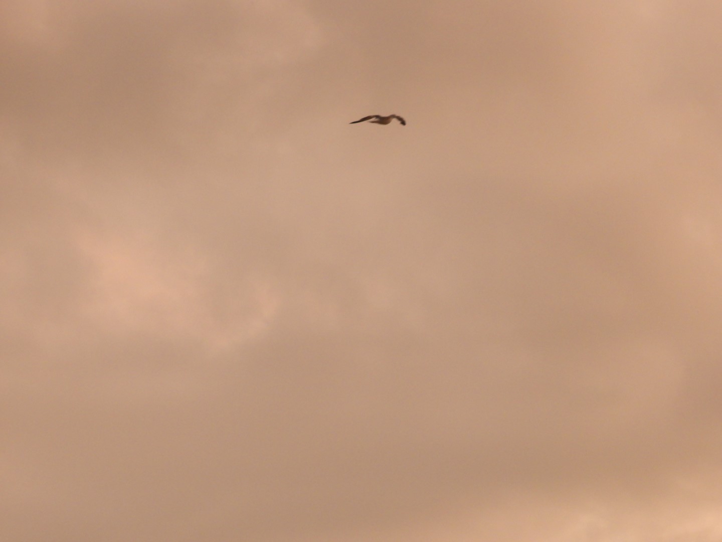 Birds near the Hotel in Virginia Beach VA  4 of  8 (#6105)