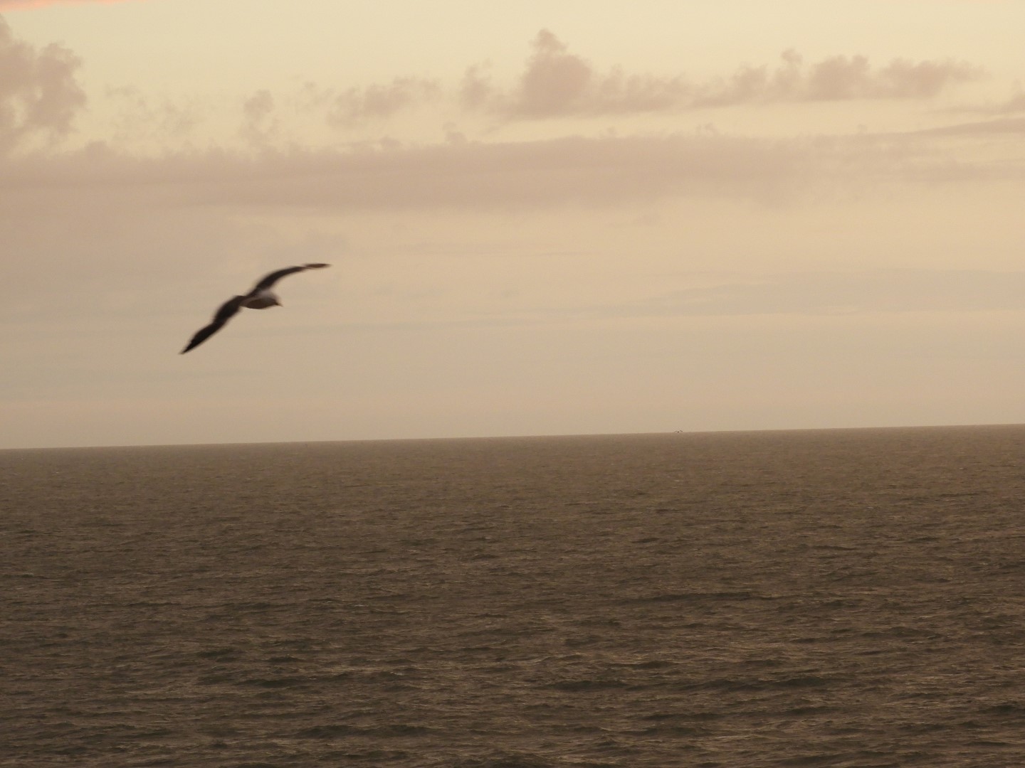 Birds near the Hotel in Virginia Beach VA  6 of  8 (#6115)