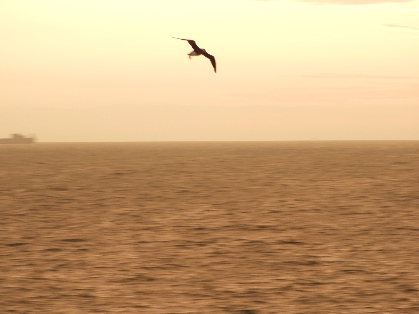 Birds near the Hotel in Virginia Beach VA  7 of  8 (#6120)