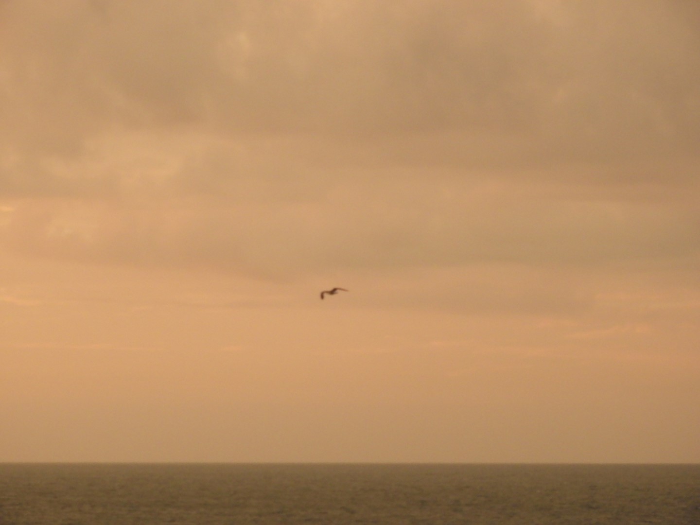 Birds near the Hotel in Virginia Beach VA  8 of  8 (#6132)