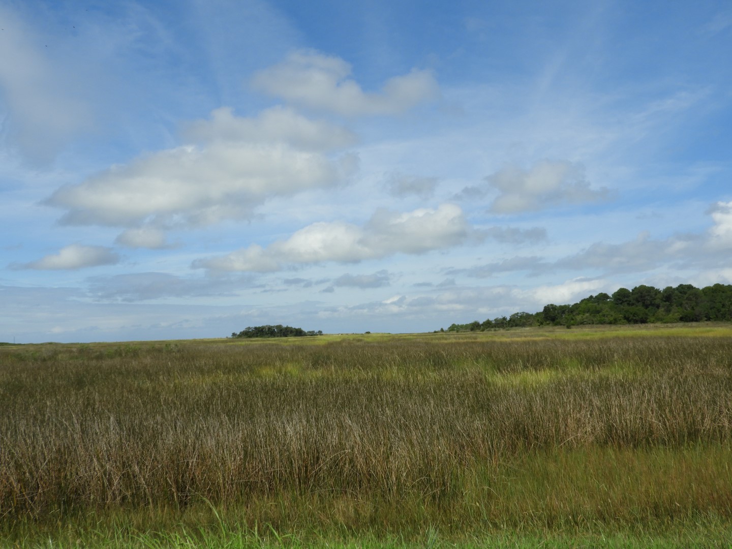 Deal Island in MD on the Delaware Peninsula  5 of 10 (#6195)