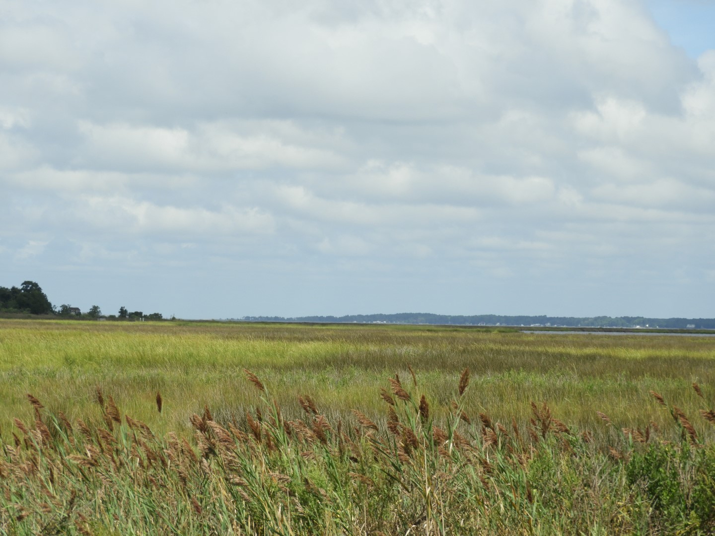 Deal Island in MD on the Delaware Peninsula  9 of 10 (#6201)
