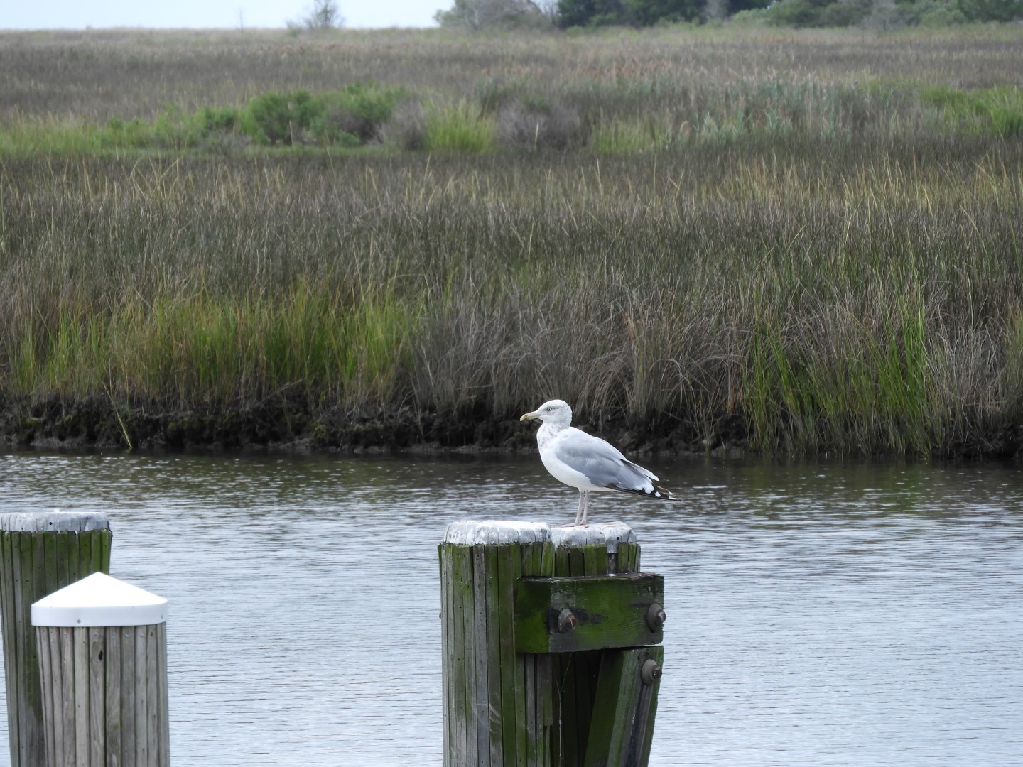 Birds at Janes Island State Park in MD on the Delaware Peninsula  1 of  8 (#6205)