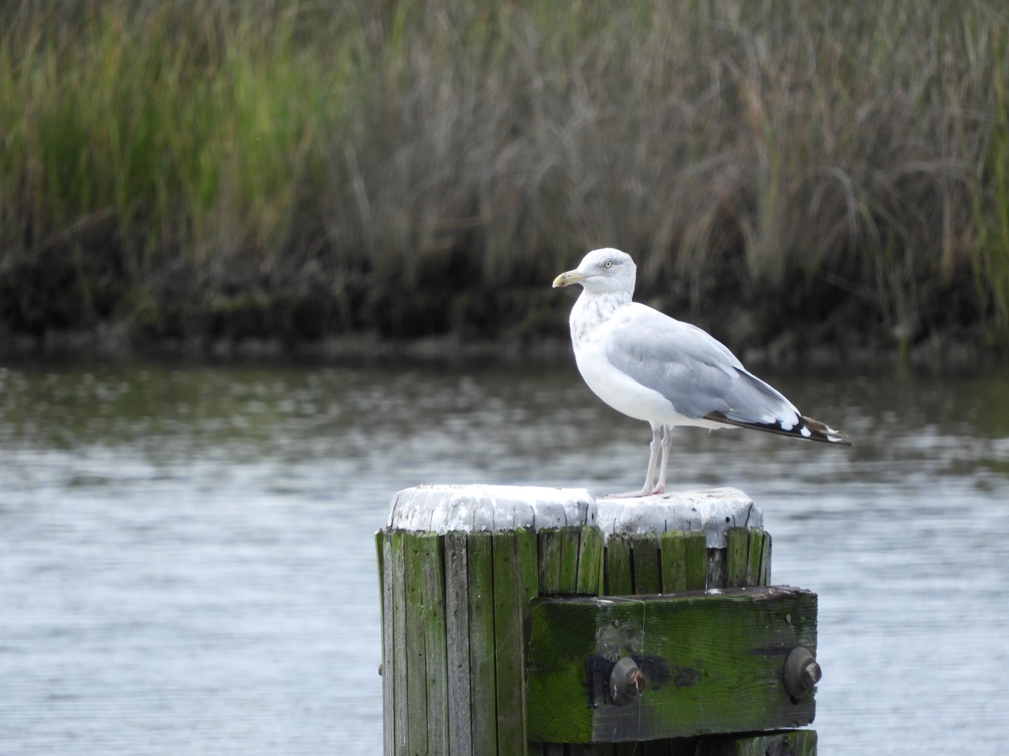 Birds at Janes Island State Park in MD on the Delaware Peninsula  2 of  8 (#6206)