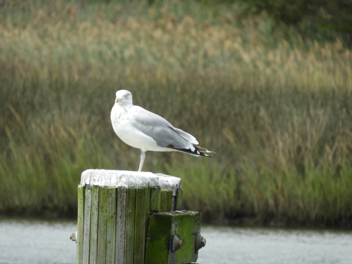 Birds at Janes Island State Park in MD on the Delaware Peninsula  3 of  8 (#6207)