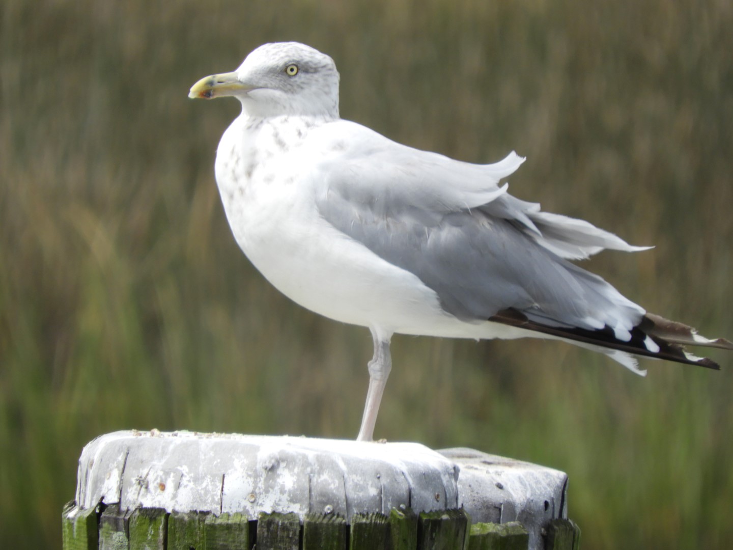 Birds at Janes Island State Park in MD on the Delaware Peninsula  4 of  8 (#6208)