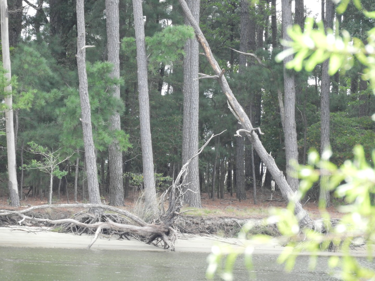 The Land at Janes Island State Park in MD on the Delaware Peninsula  1 of 10 (#6210)