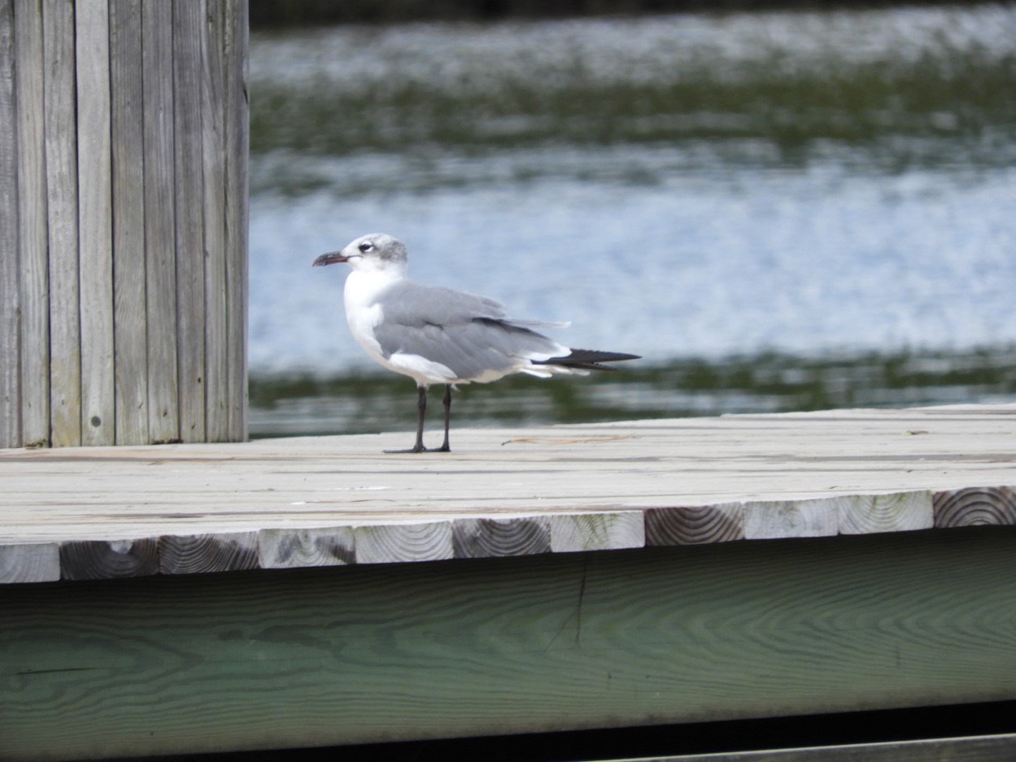Birds at Janes Island State Park in MD on the Delaware Peninsula  5 of  8 (#6221)