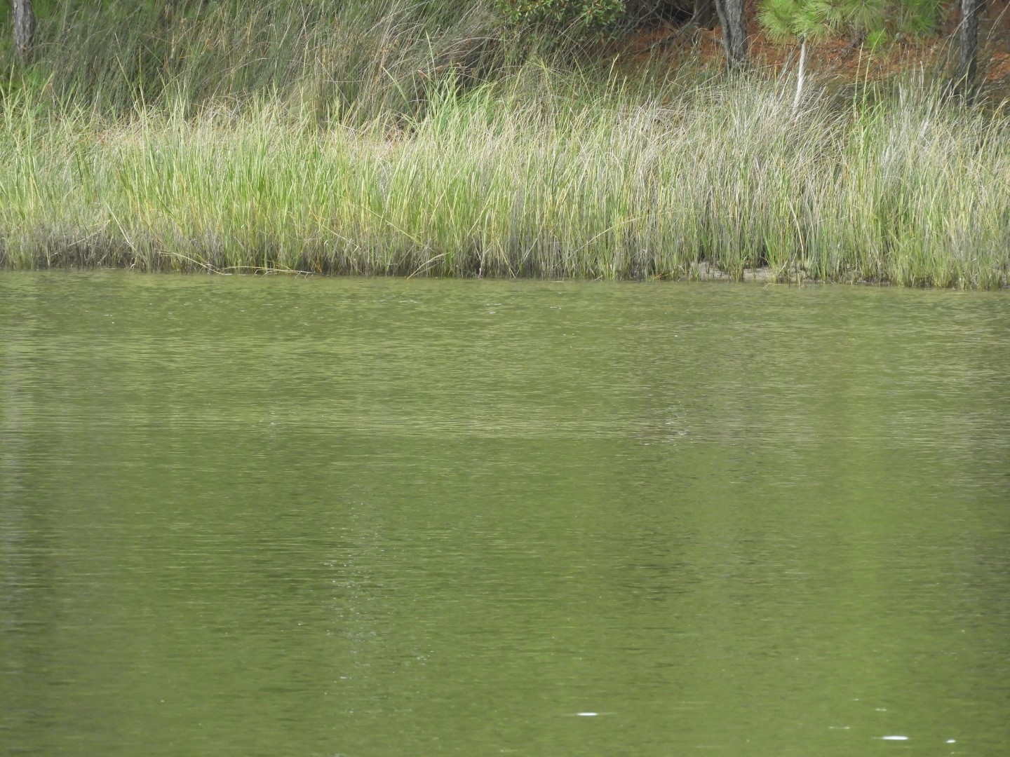 Water at Janes Island State Park in MD on the Delaware Peninsula 20 of 39 (#6233)