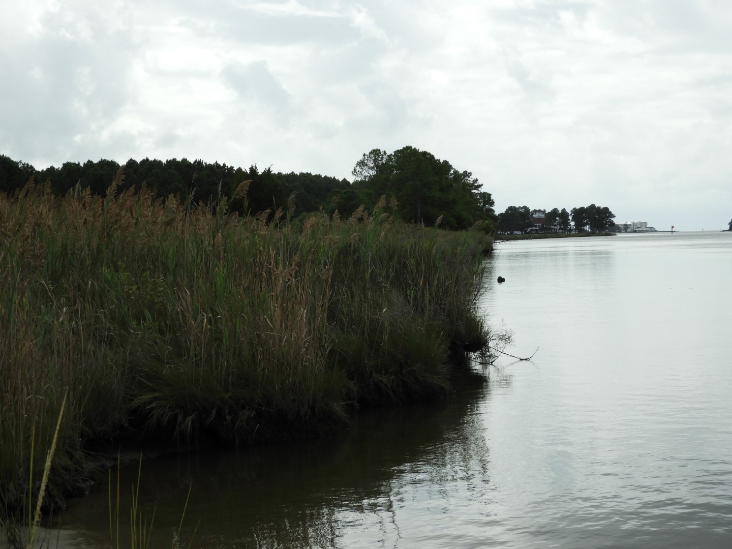 Water at Janes Island State Park in MD on the Delaware Peninsula 23 of 39 (#6236)