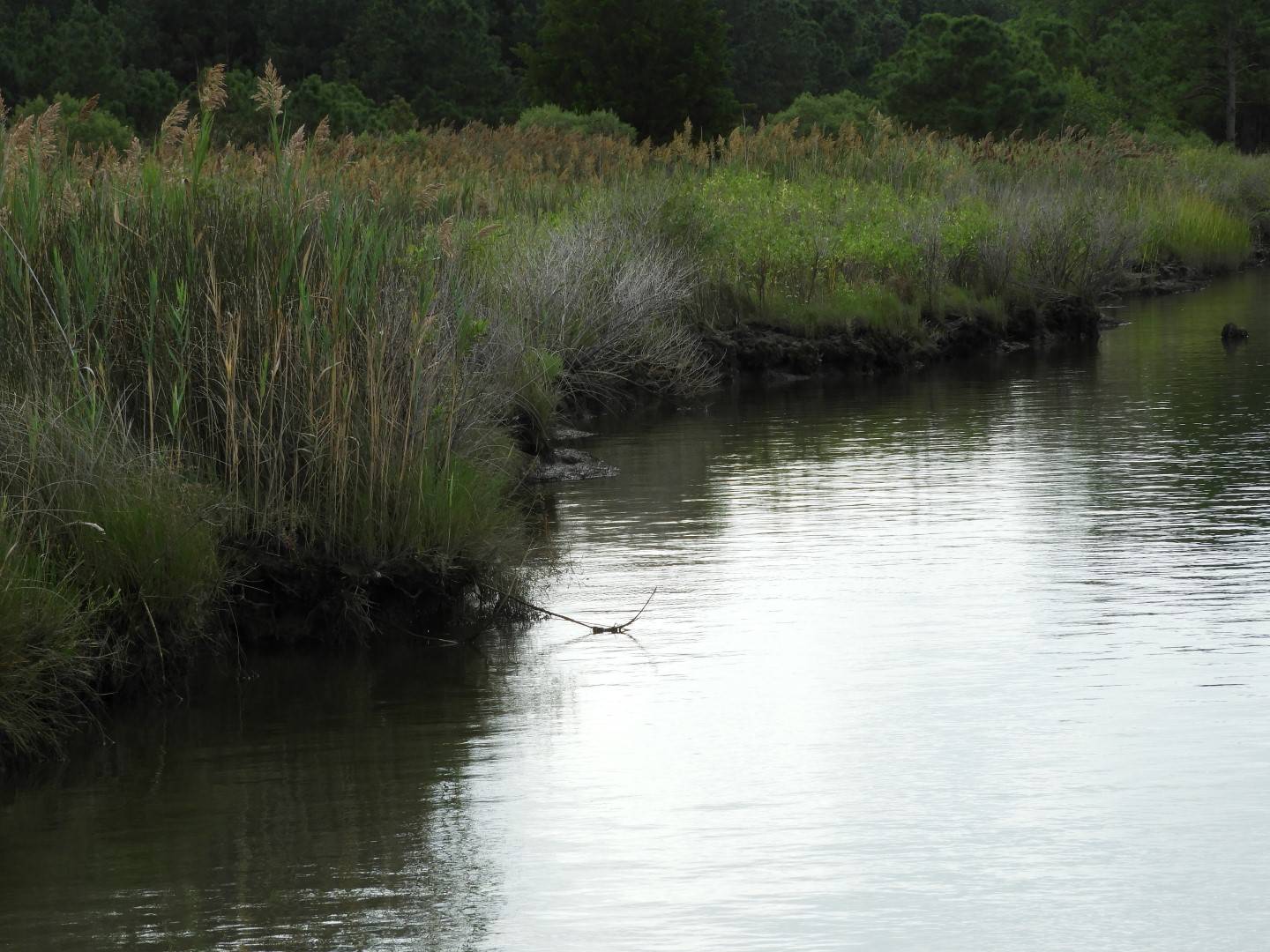 Water at Janes Island State Park in MD on the Delaware Peninsula 25 of 39 (#6238)