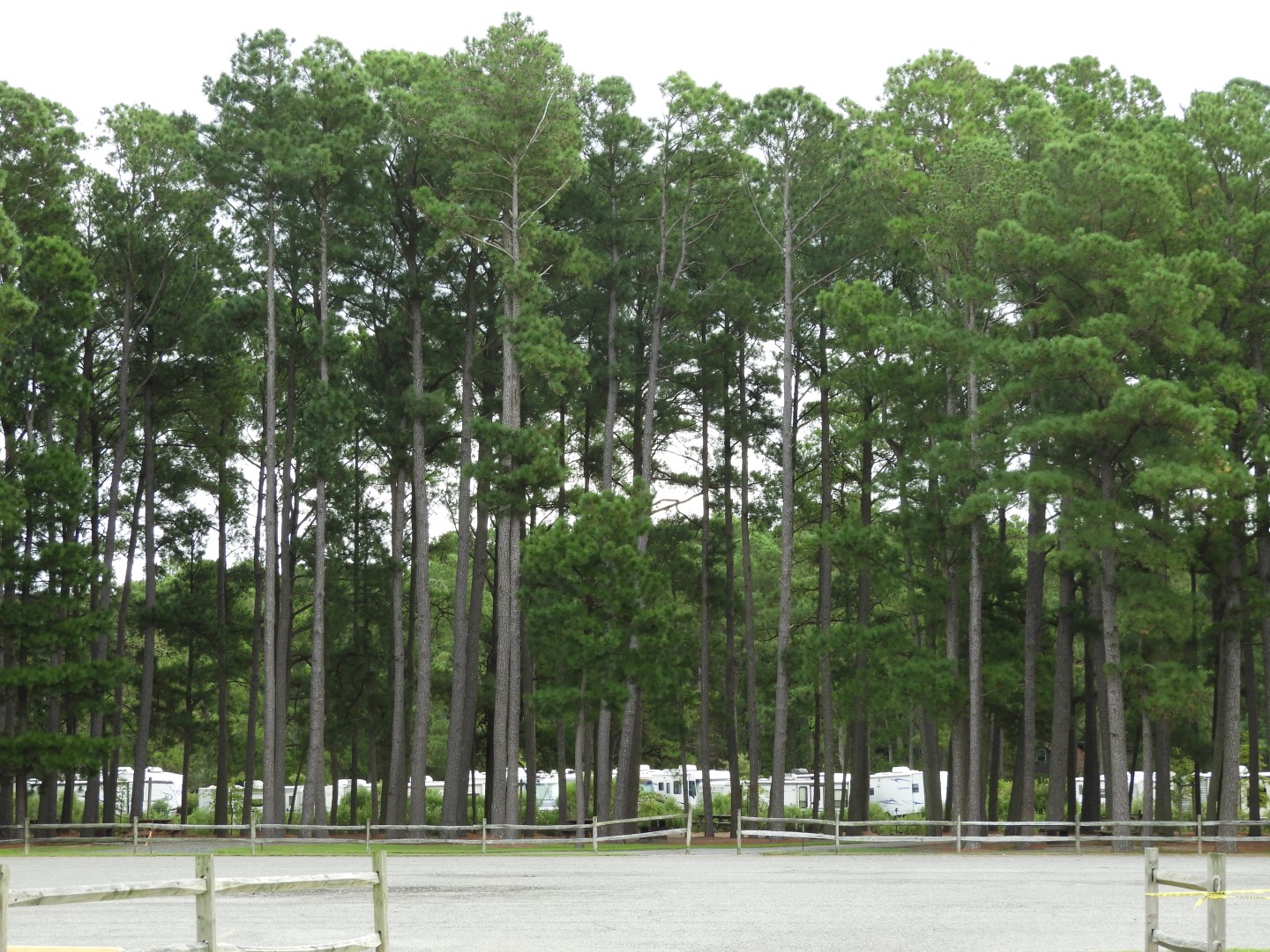 The Land at Janes Island State Park in MD on the Delaware Peninsula  4 of 10 (#6242)