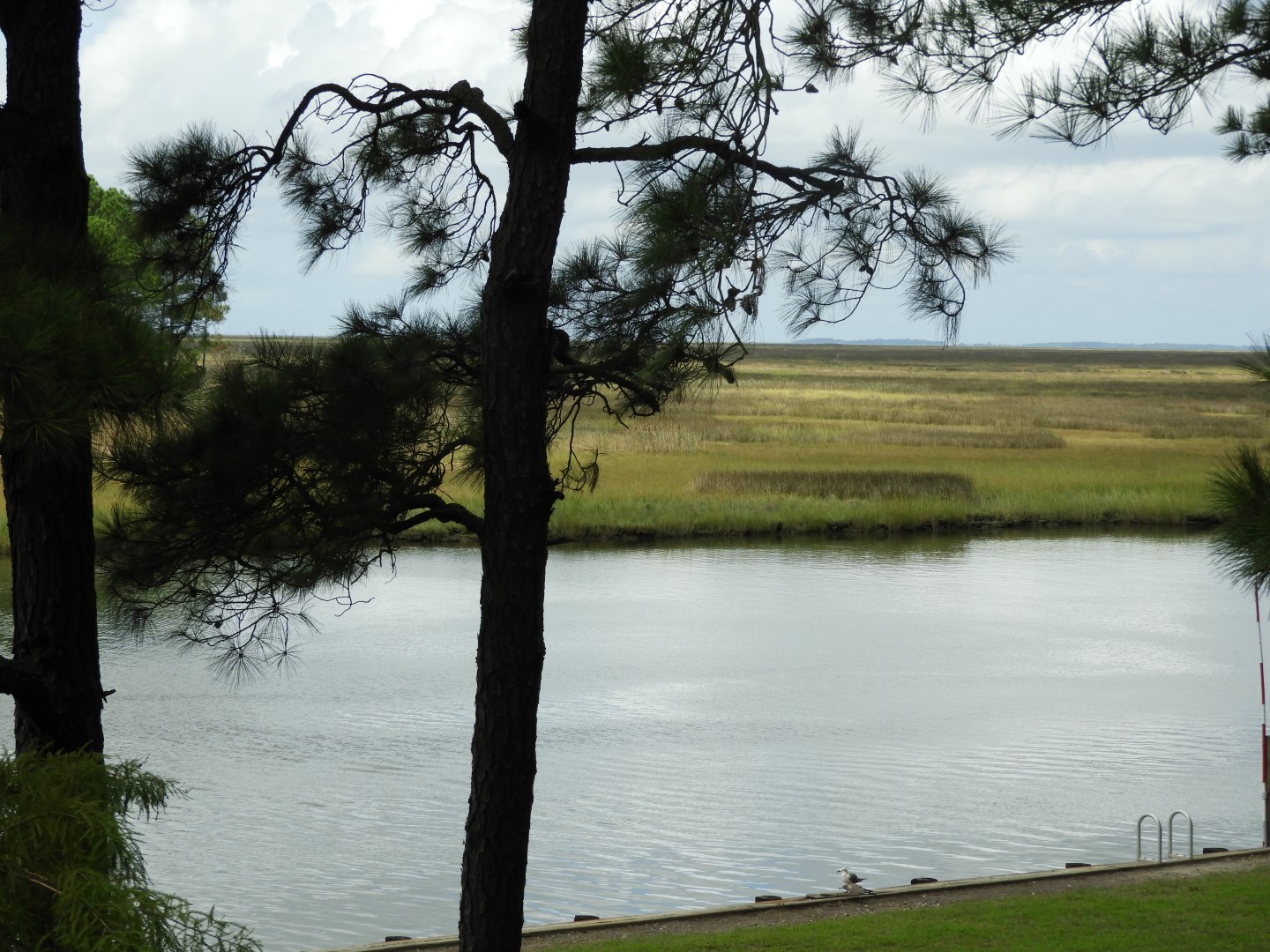 Water at Janes Island State Park in MD on the Delaware Peninsula 33 of 39 (#6250)