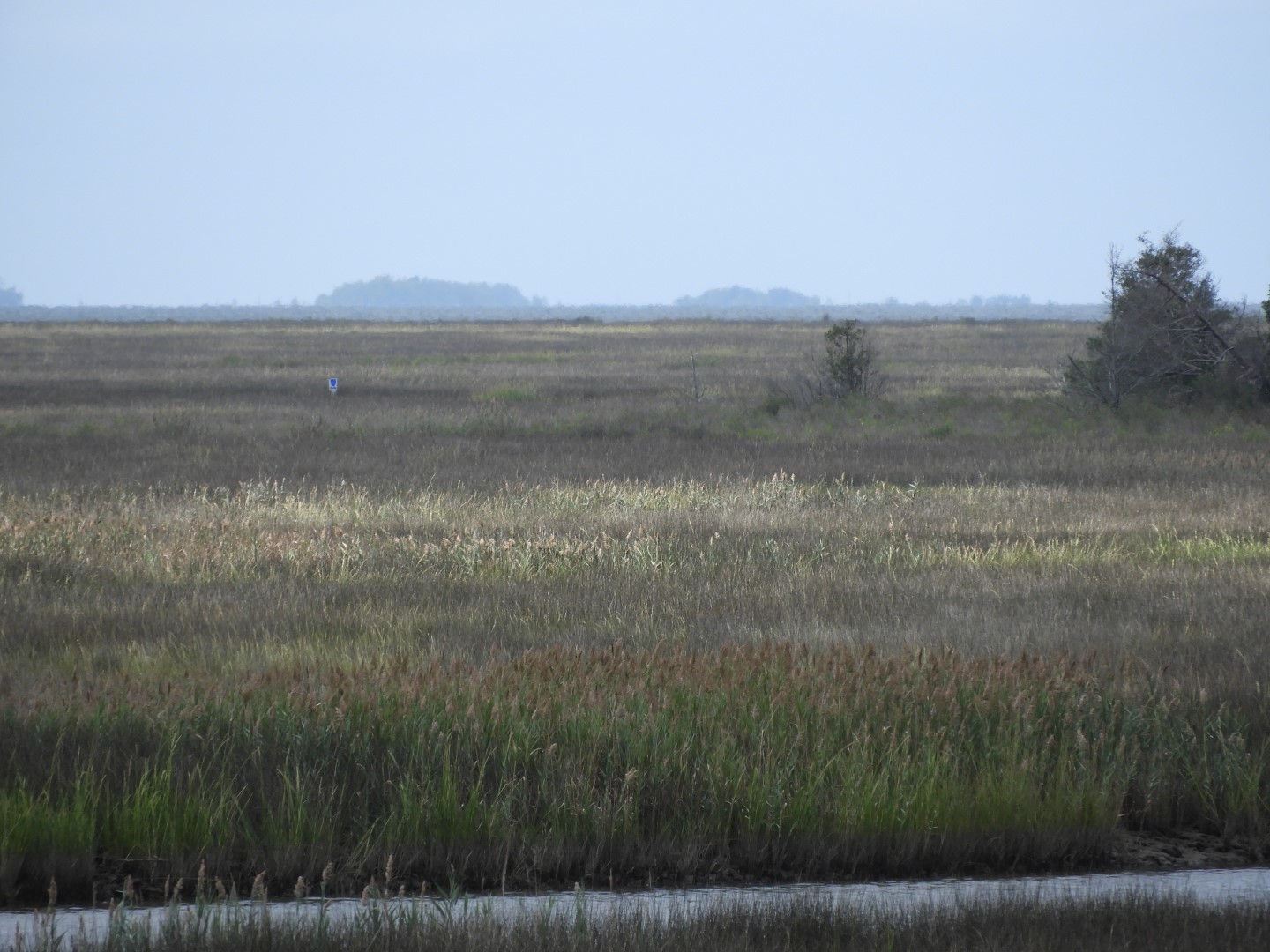 The Land at Janes Island State Park in MD on the Delaware Peninsula  5 of 10 (#6253)