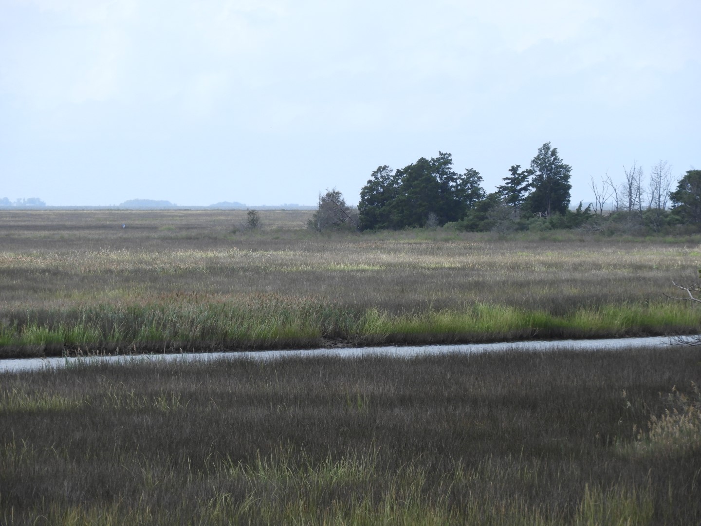 The Land at Janes Island State Park in MD on the Delaware Peninsula  6 of 10 (#6254)