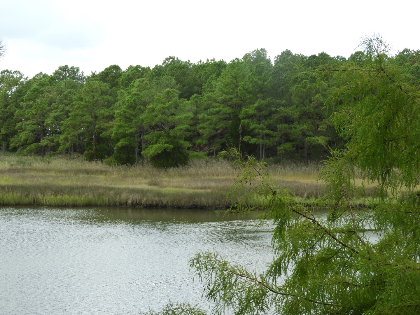 Water at Janes Island State Park in MD on the Delaware Peninsula 36 of 39 (#6256)