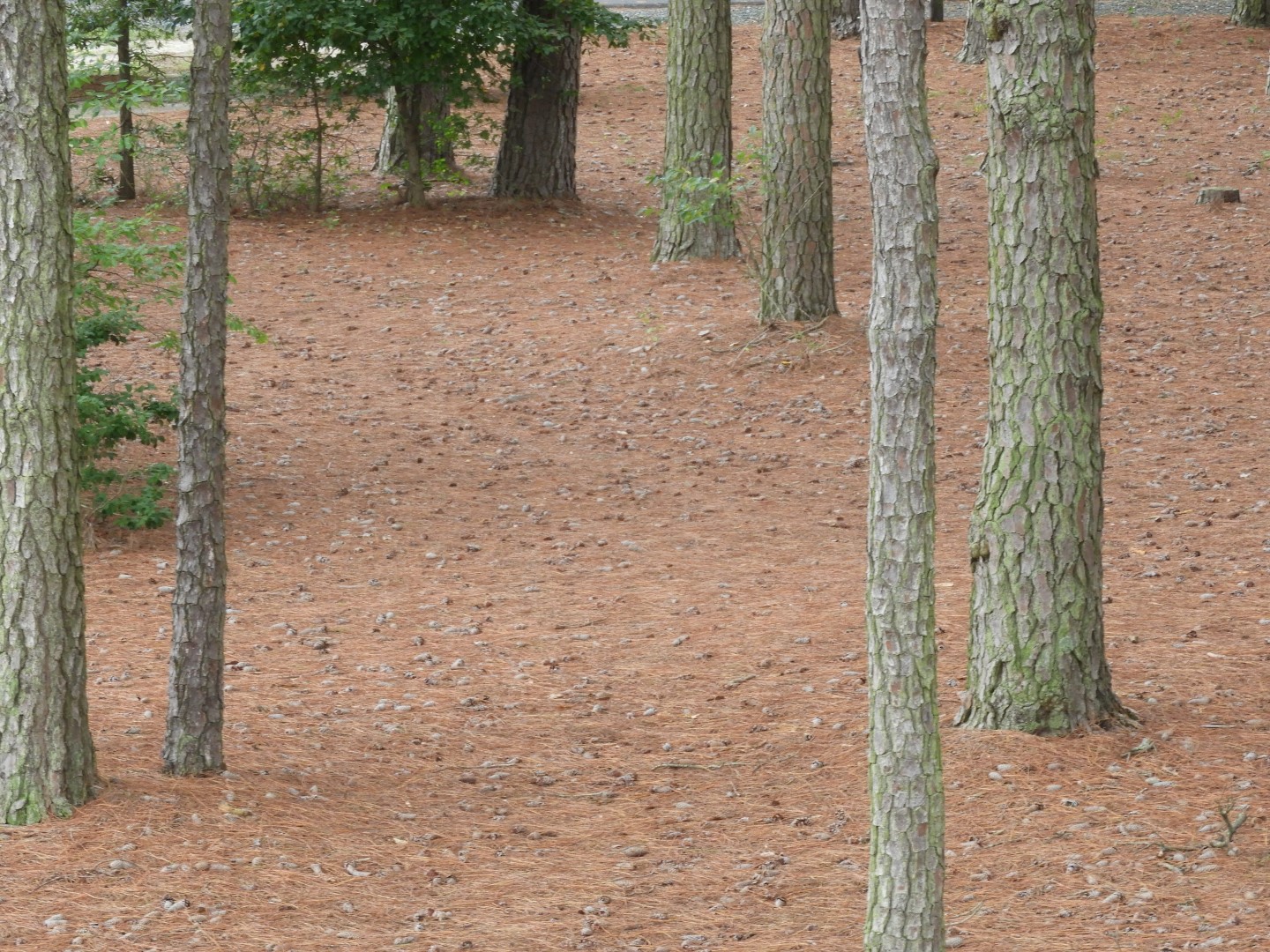 The Land at Janes Island State Park in MD on the Delaware Peninsula  8 of 10 (#6259)