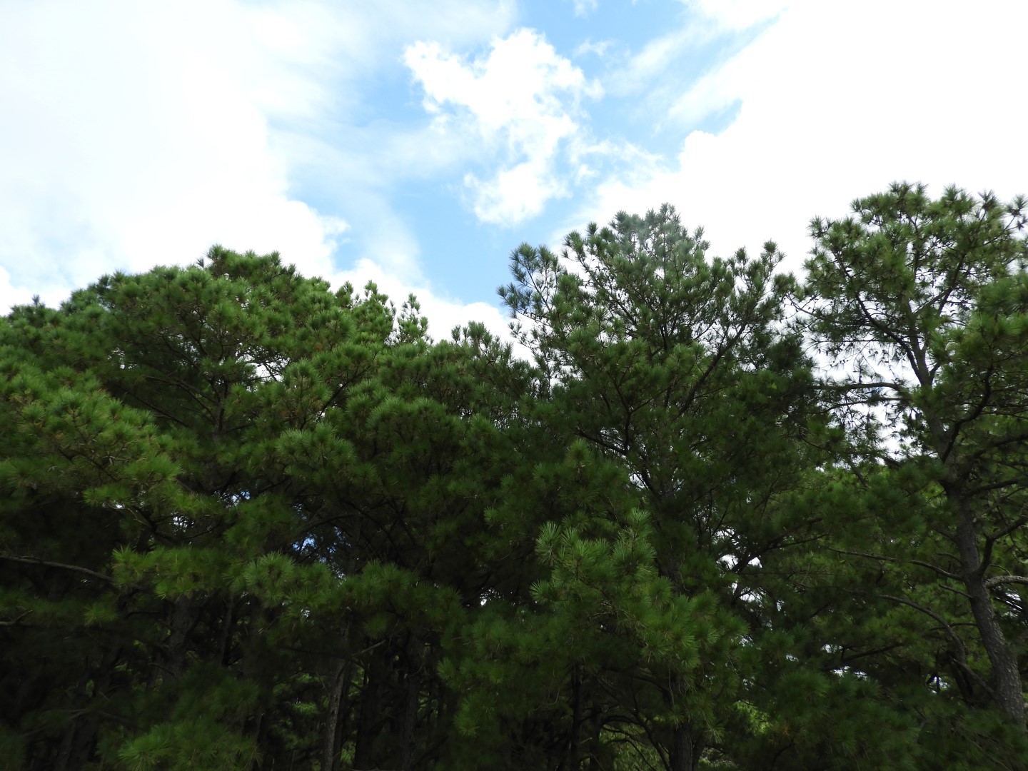 The Land at Janes Island State Park in MD on the Delaware Peninsula 10 of 10 (#6263)