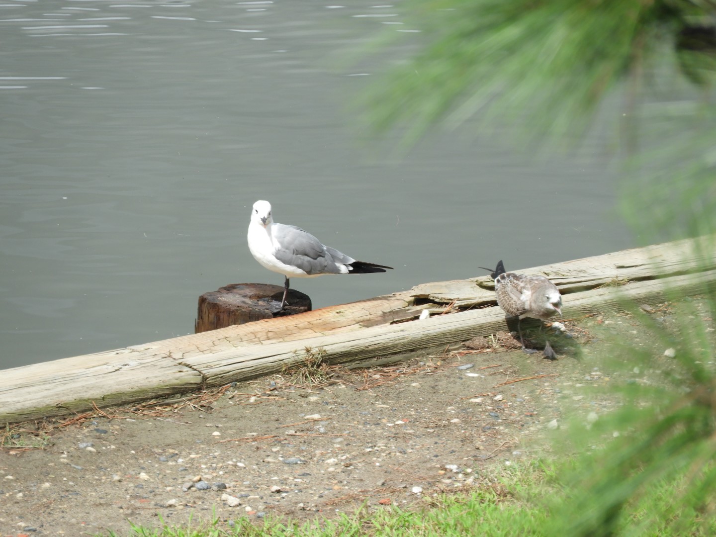 Birds at Janes Island State Park in MD on the Delaware Peninsula  8 of  8 (#6264)