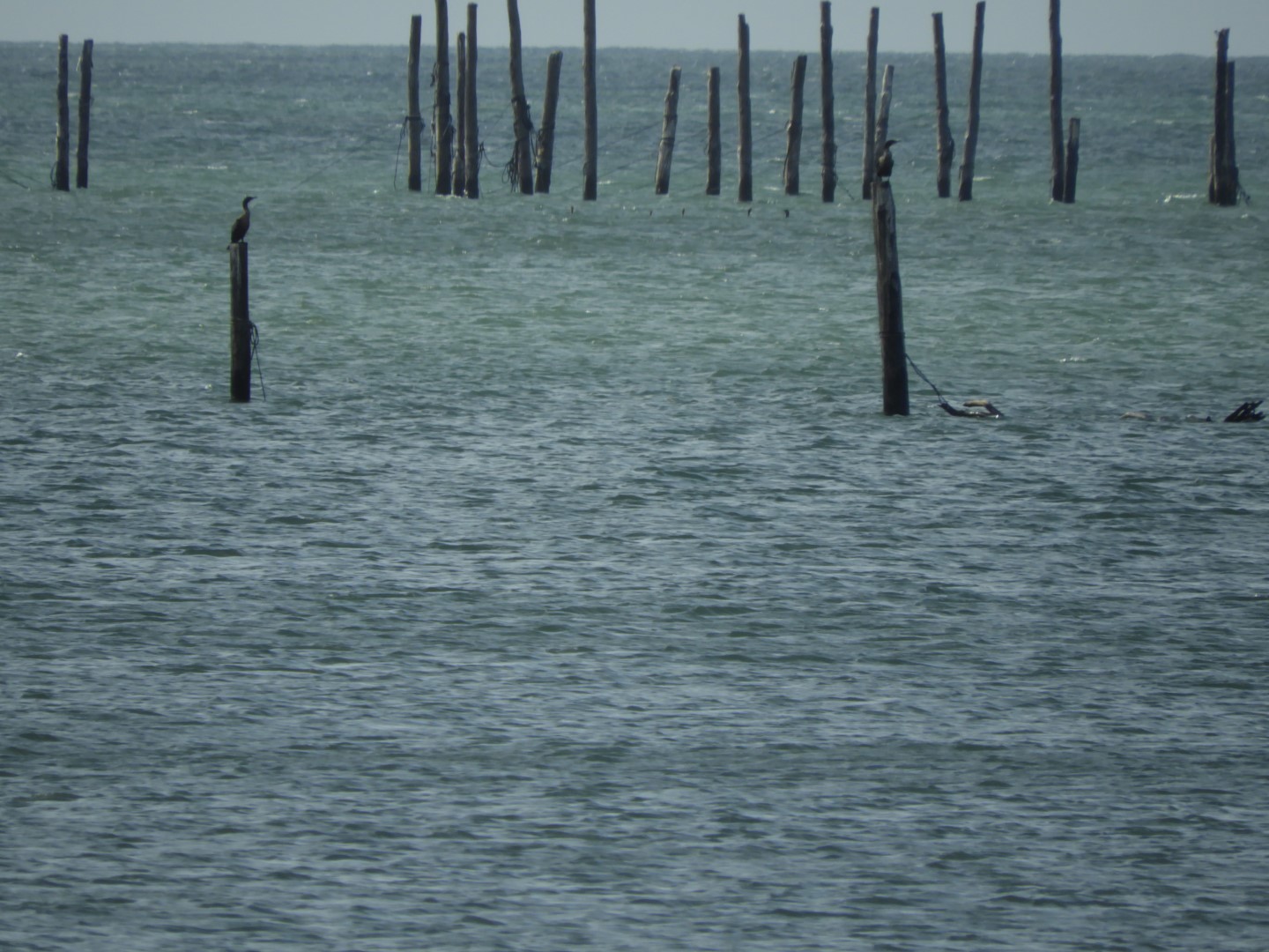 Cape Charles VA on the Delaware Peninsula 13 of 41 (#6281)