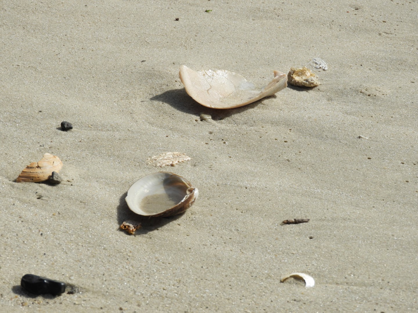 Cape Charles VA on the Delaware Peninsula  5 of 17 (#6288)