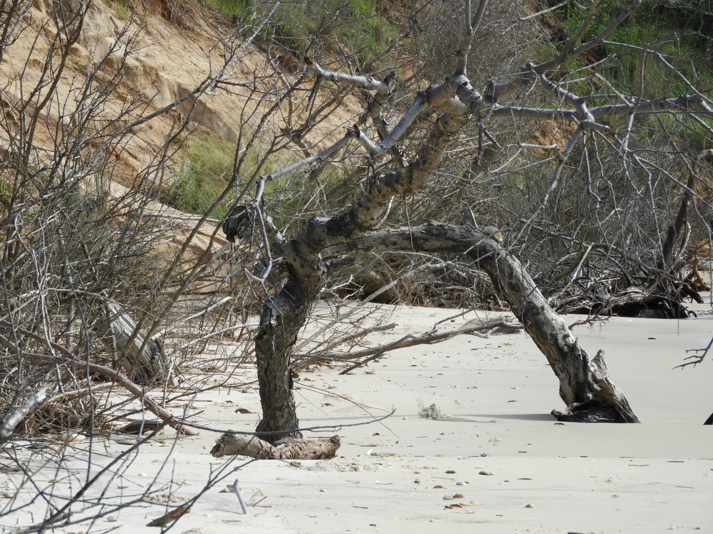 Cape Charles VA on the Delaware Peninsula 12 of 17 (#6295)