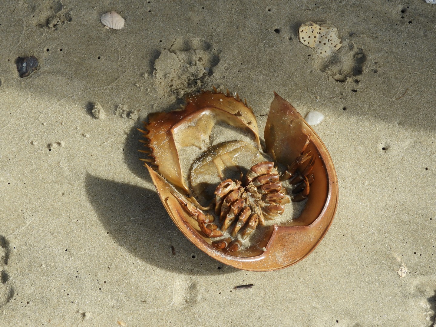 Cape Charles VA on the Delaware Peninsula 14 of 17 (#6297)