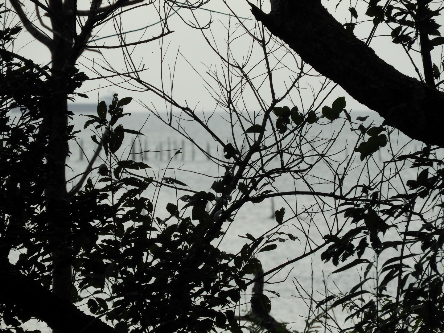 Cape Charles VA on the Delaware Peninsula 26 of 41 (#6320)