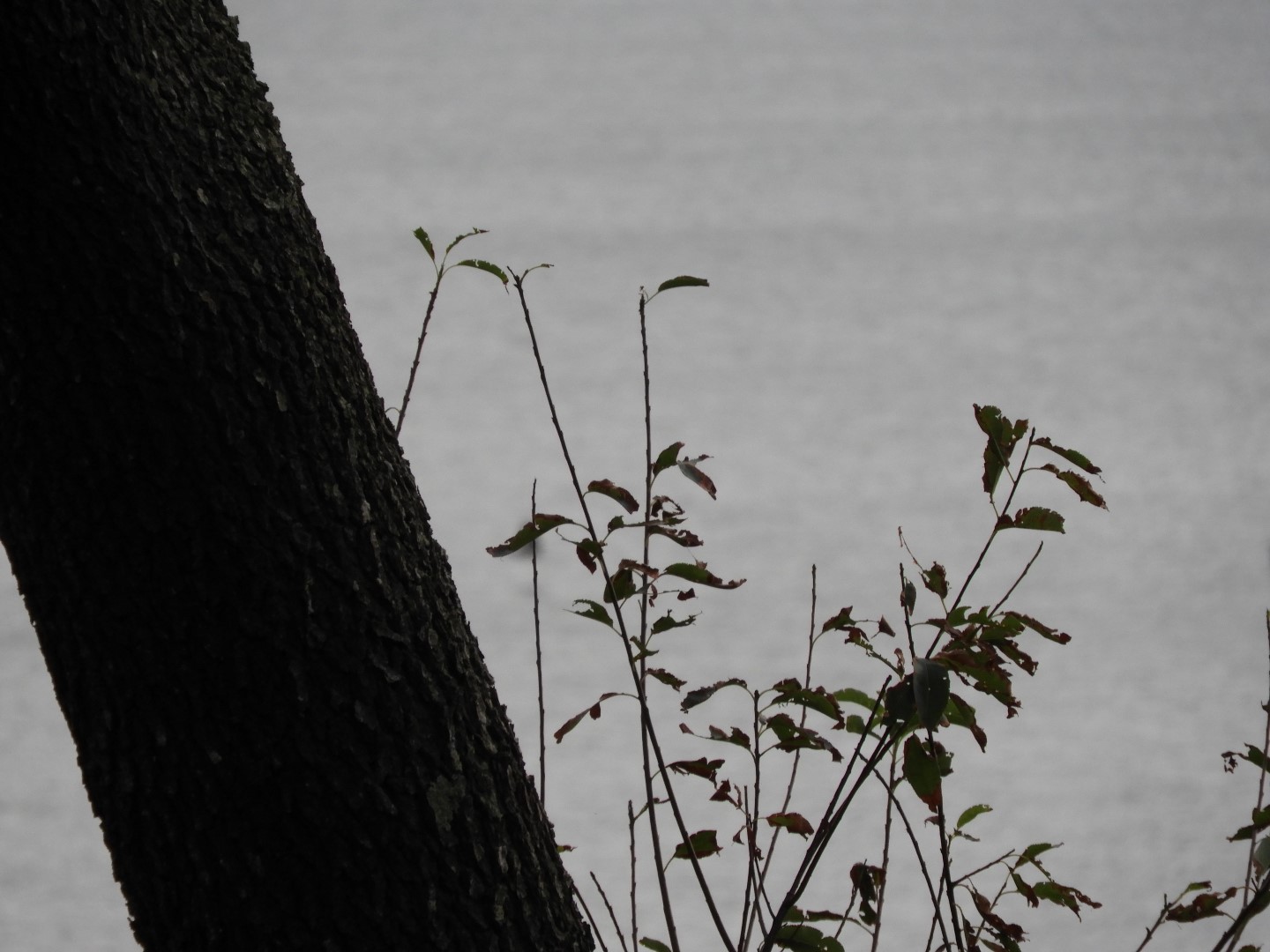 Cape Charles VA on the Delaware Peninsula 27 of 41 (#6322)