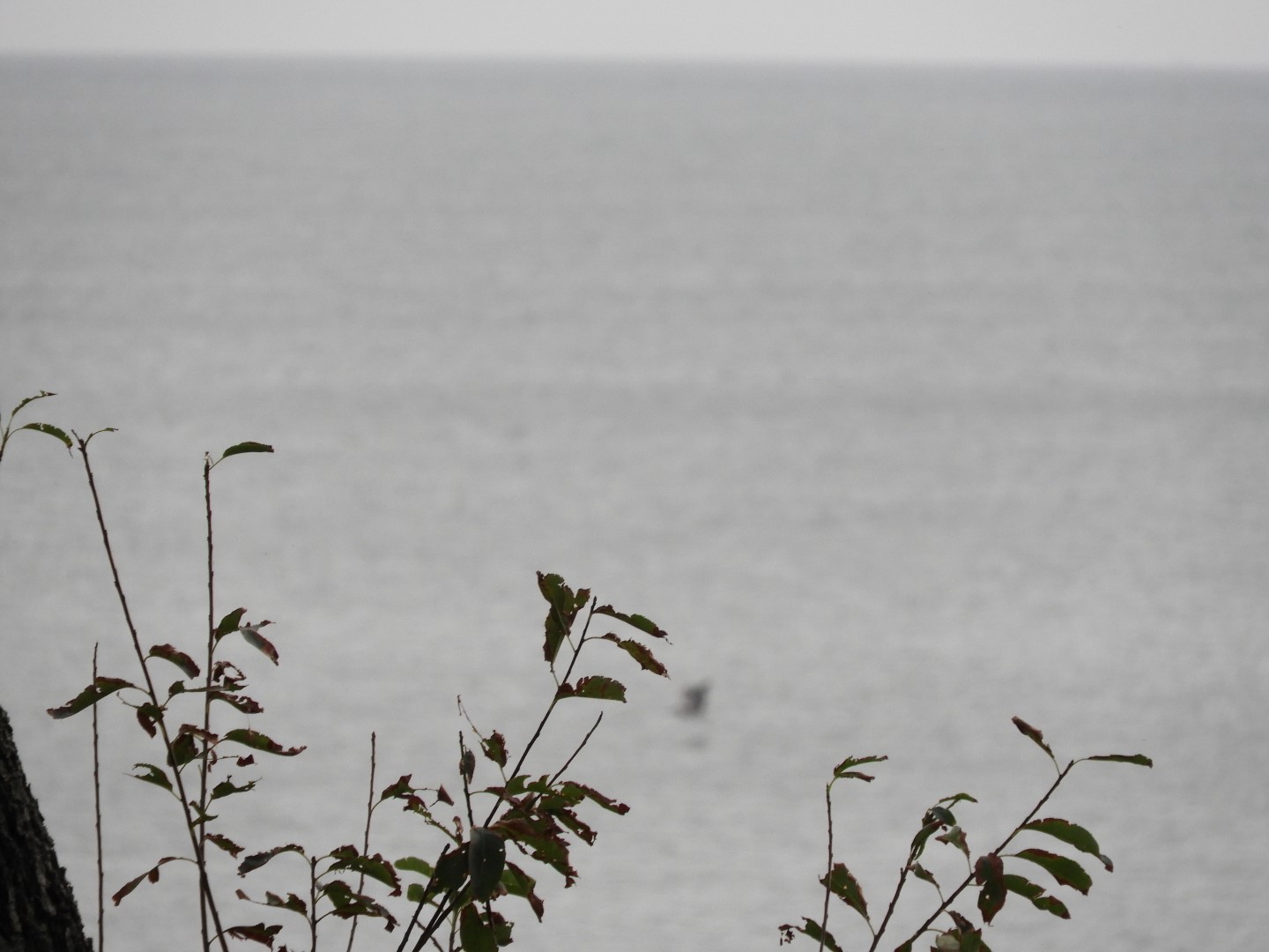 Cape Charles VA on the Delaware Peninsula 28 of 41 (#6323)