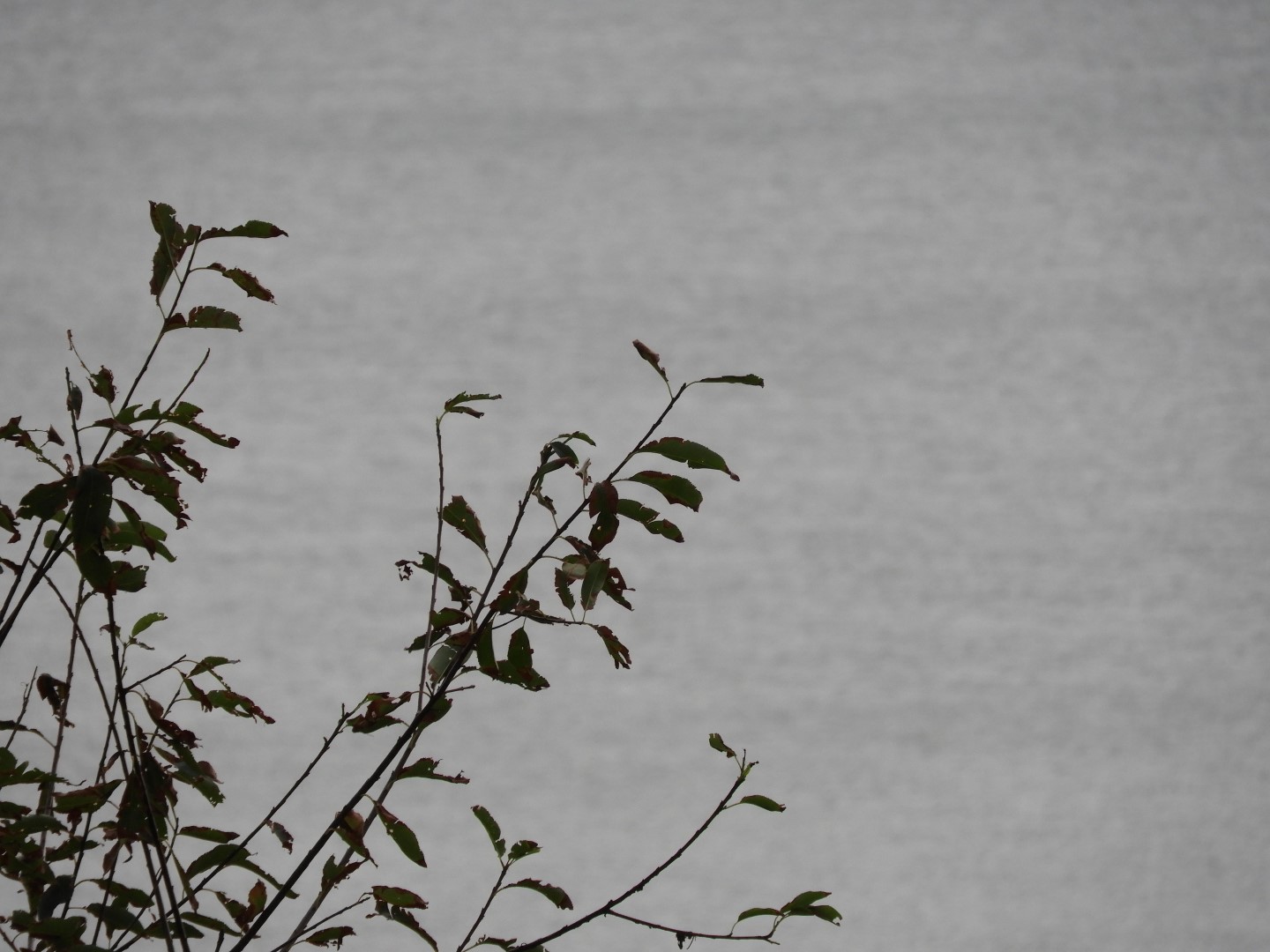 Cape Charles VA on the Delaware Peninsula 29 of 41 (#6324)