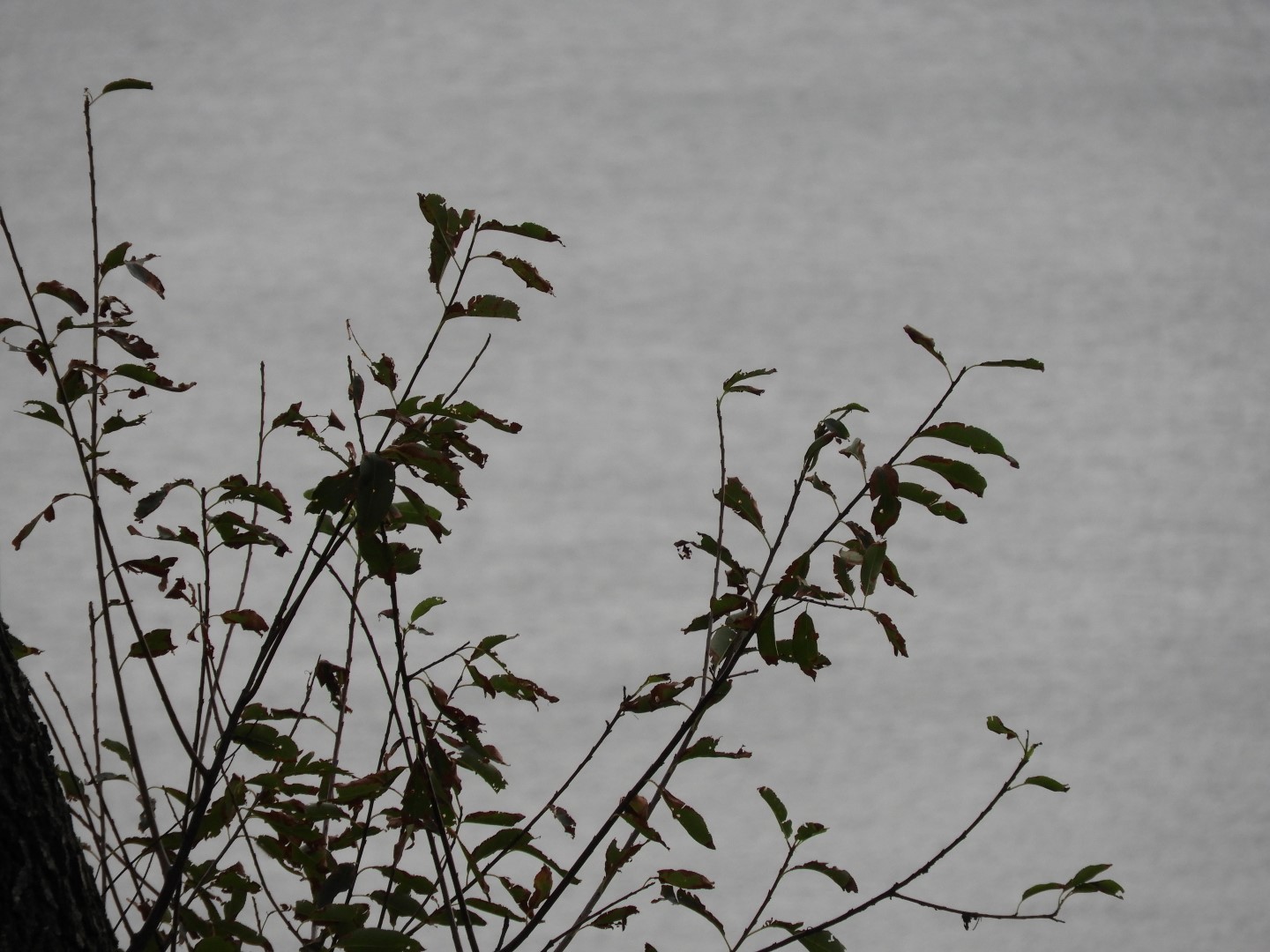 Cape Charles VA on the Delaware Peninsula 30 of 41 (#6325)