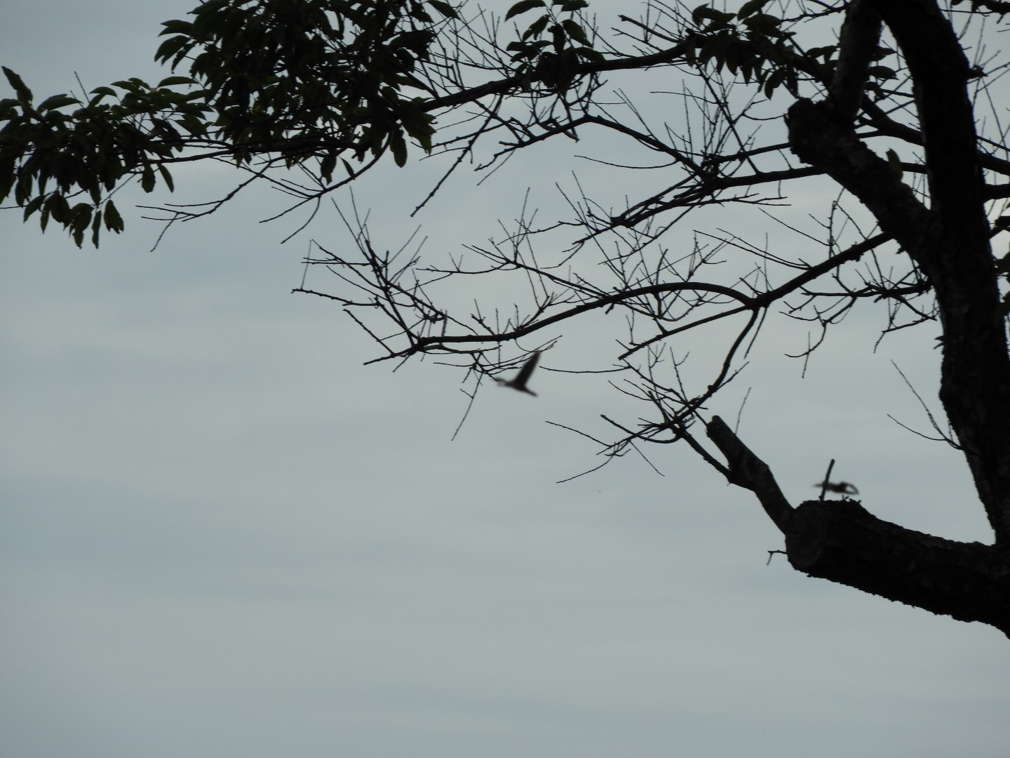 Cape Charles VA on the Delaware Peninsula 31 of 41 (#6326)