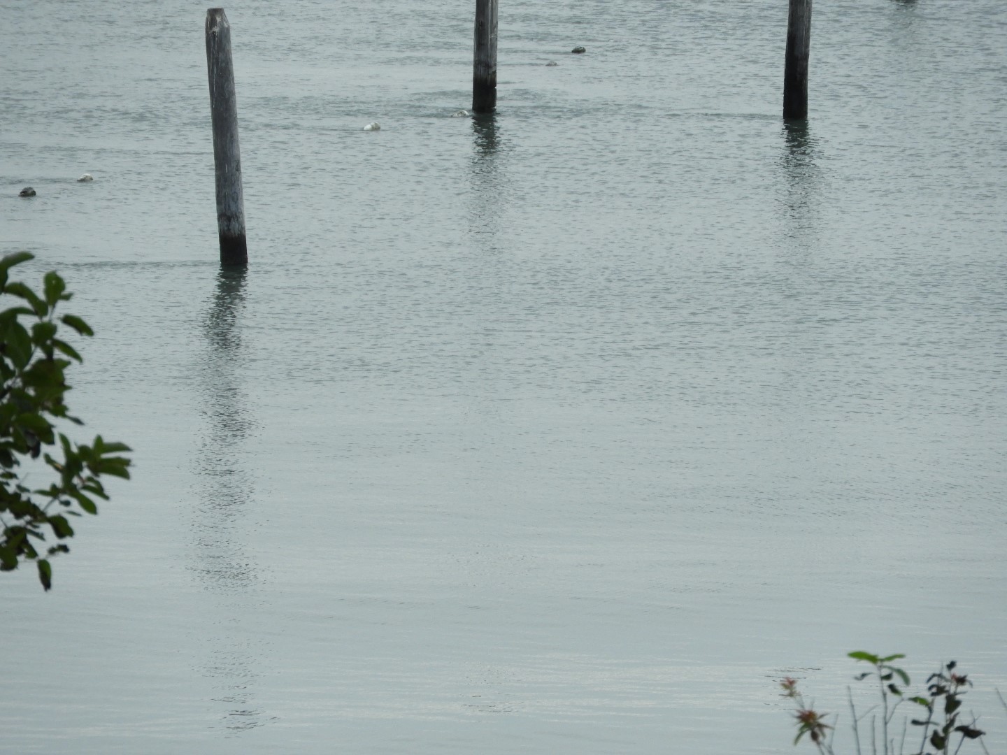 Cape Charles VA on the Delaware Peninsula 32 of 41 (#6327)