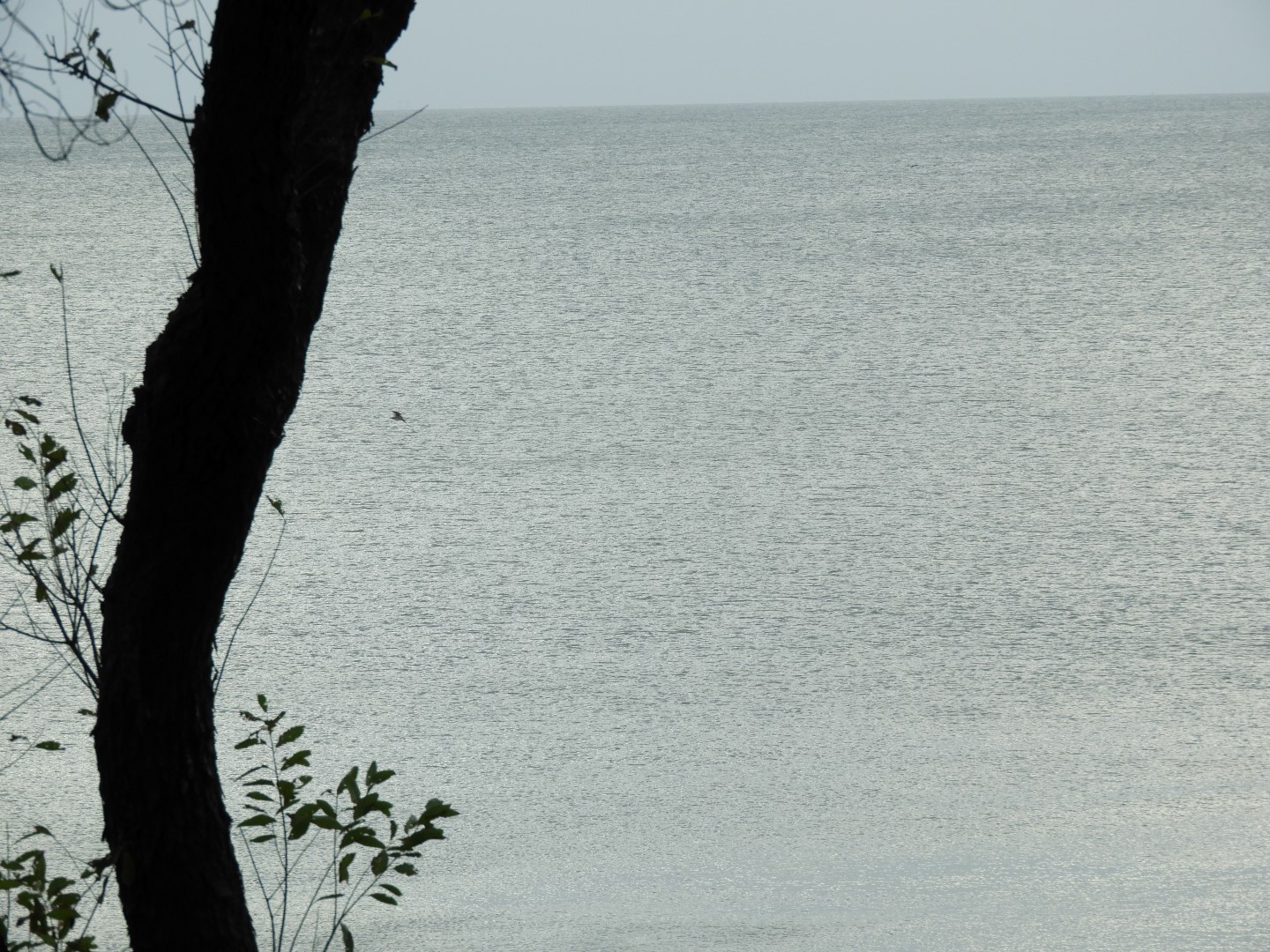 Cape Charles VA on the Delaware Peninsula 39 of 41 (#6337)