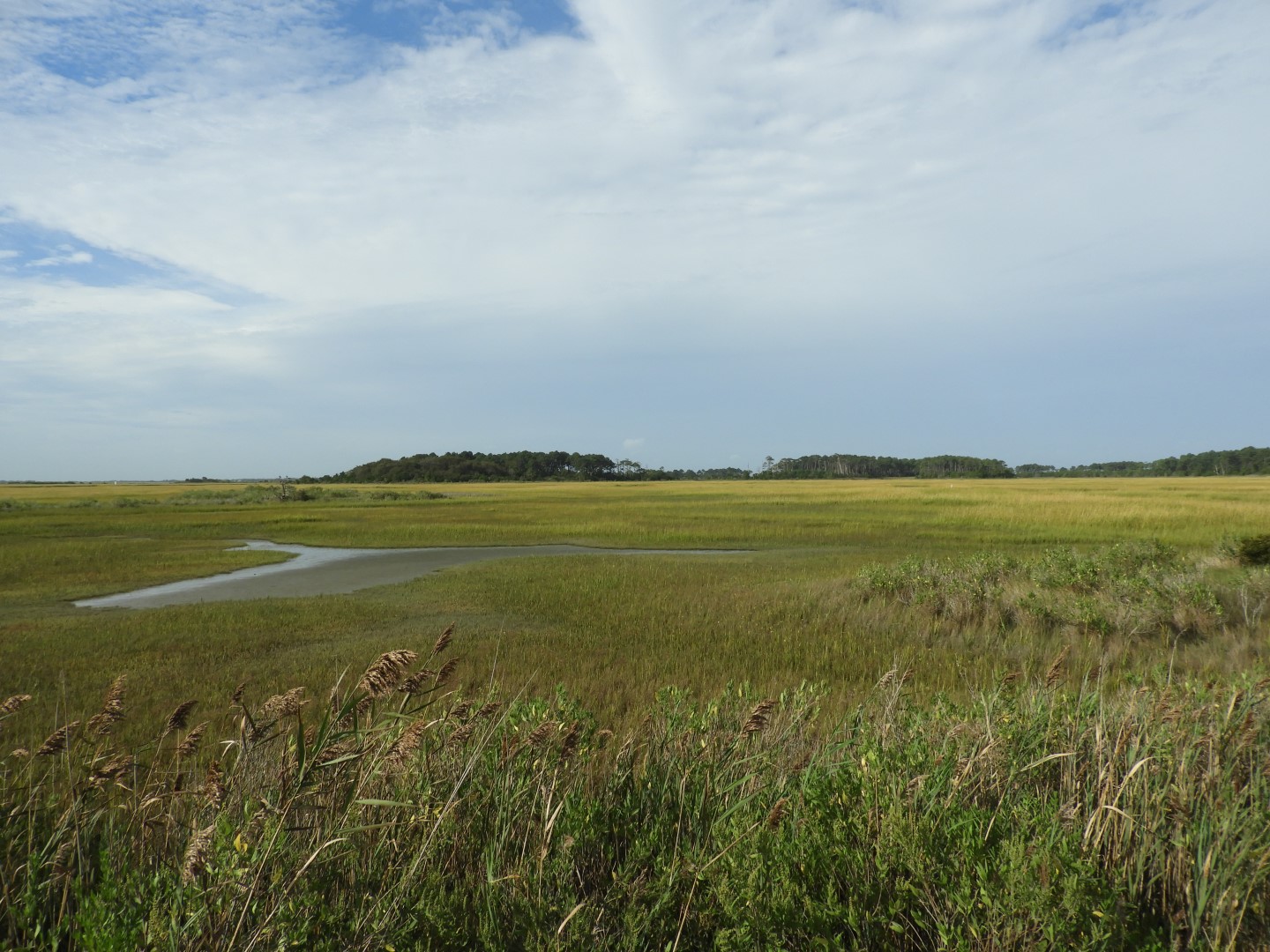 Eastern Shore of Virginia Natural WIldlife Preserve  1 of  6 (#6340)