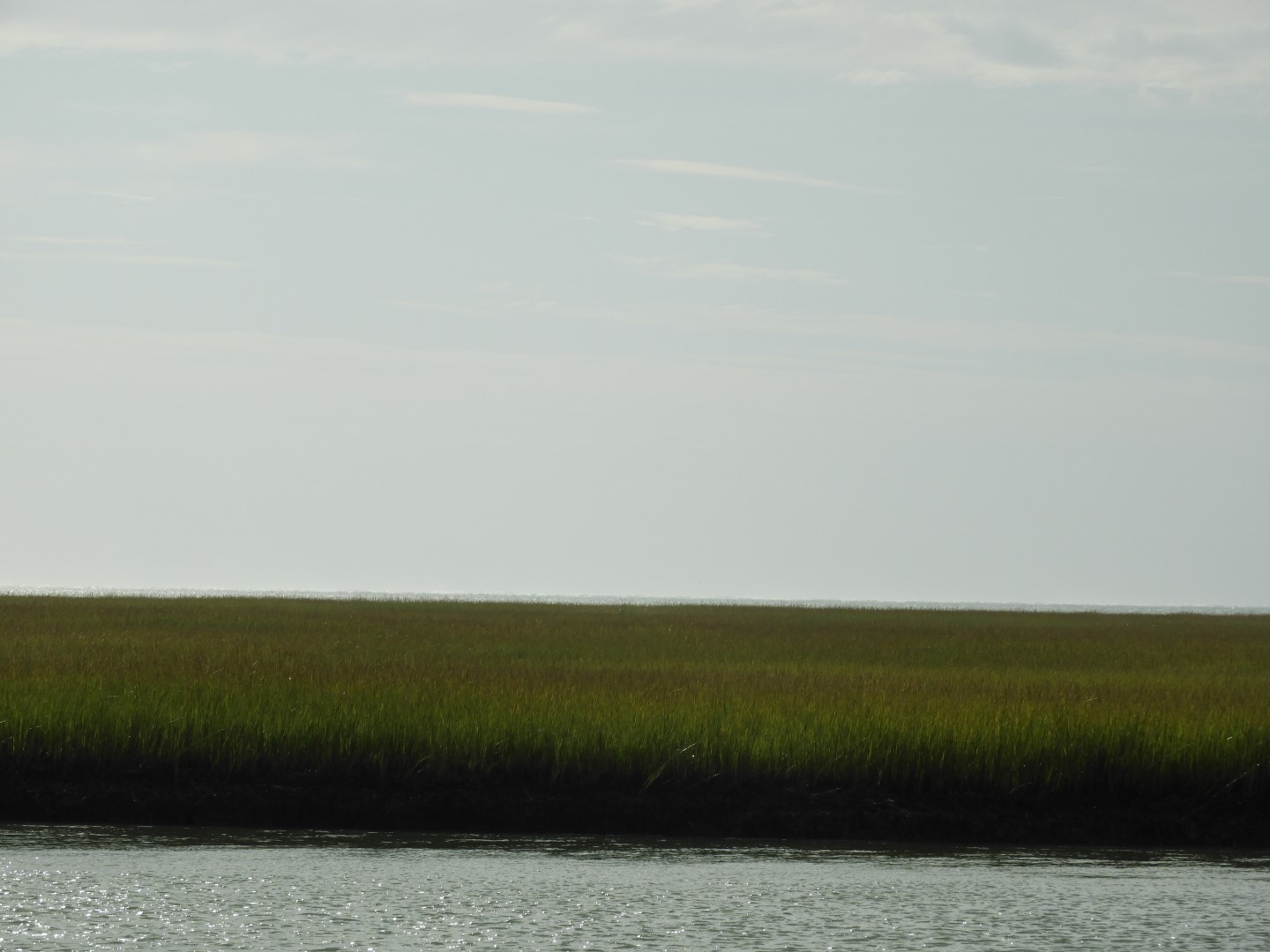 Eastern Shore of Virginia Natural WIldlife Preserve  3 of  6 (#6342)