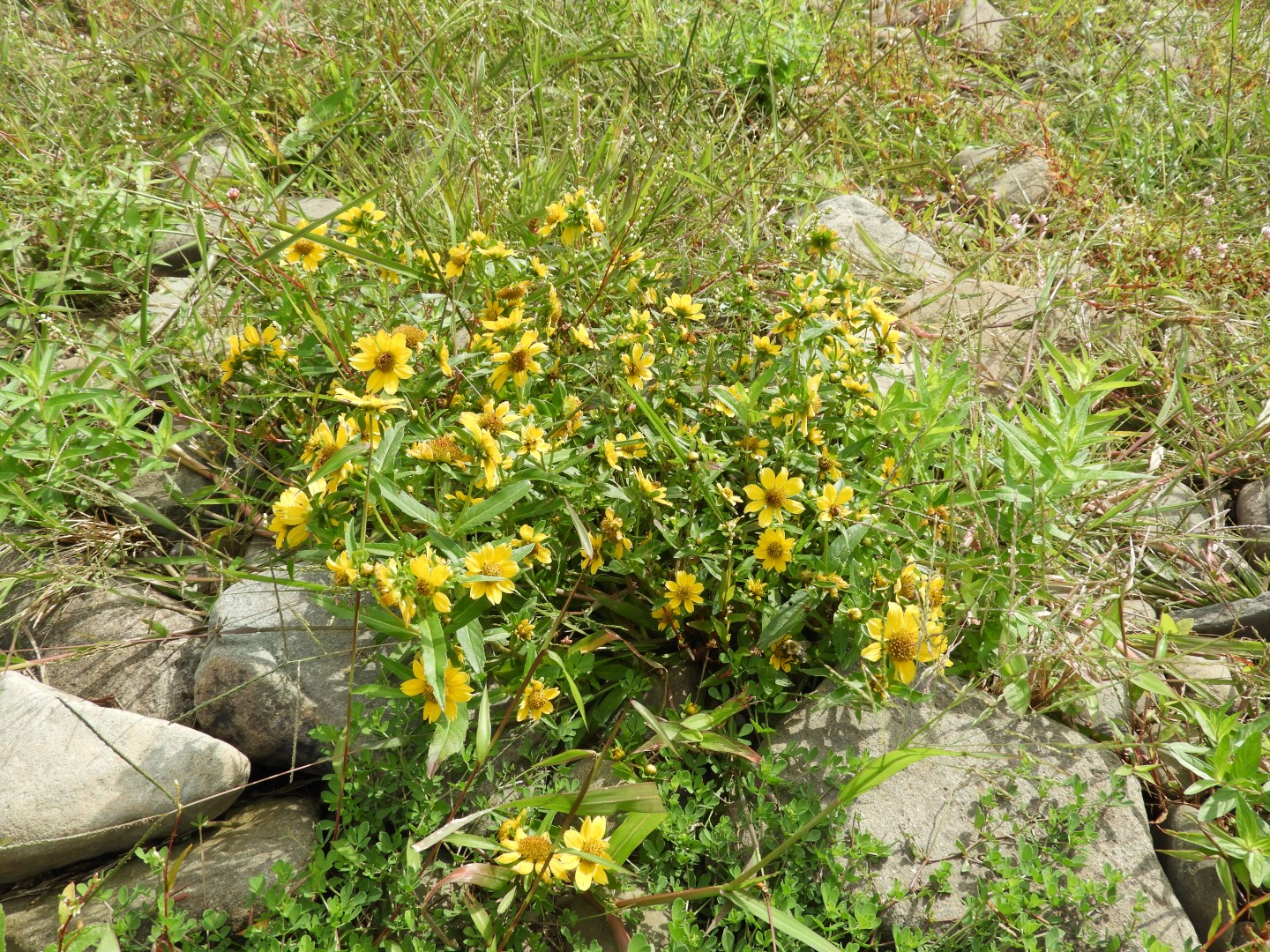 Upper Delaware River Scenic and Recreational National River near Masthope PA 7 of 25 (#0075)