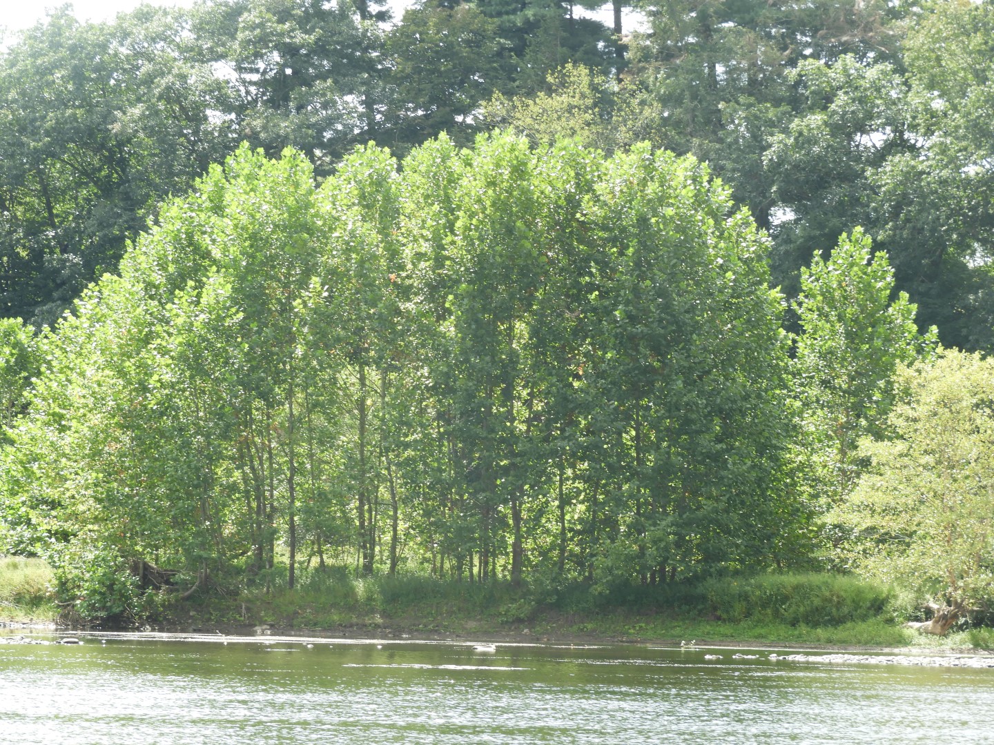 Upper Delaware River Scenic and Recreational National River near Masthope PA 20 of 25 (#0093)