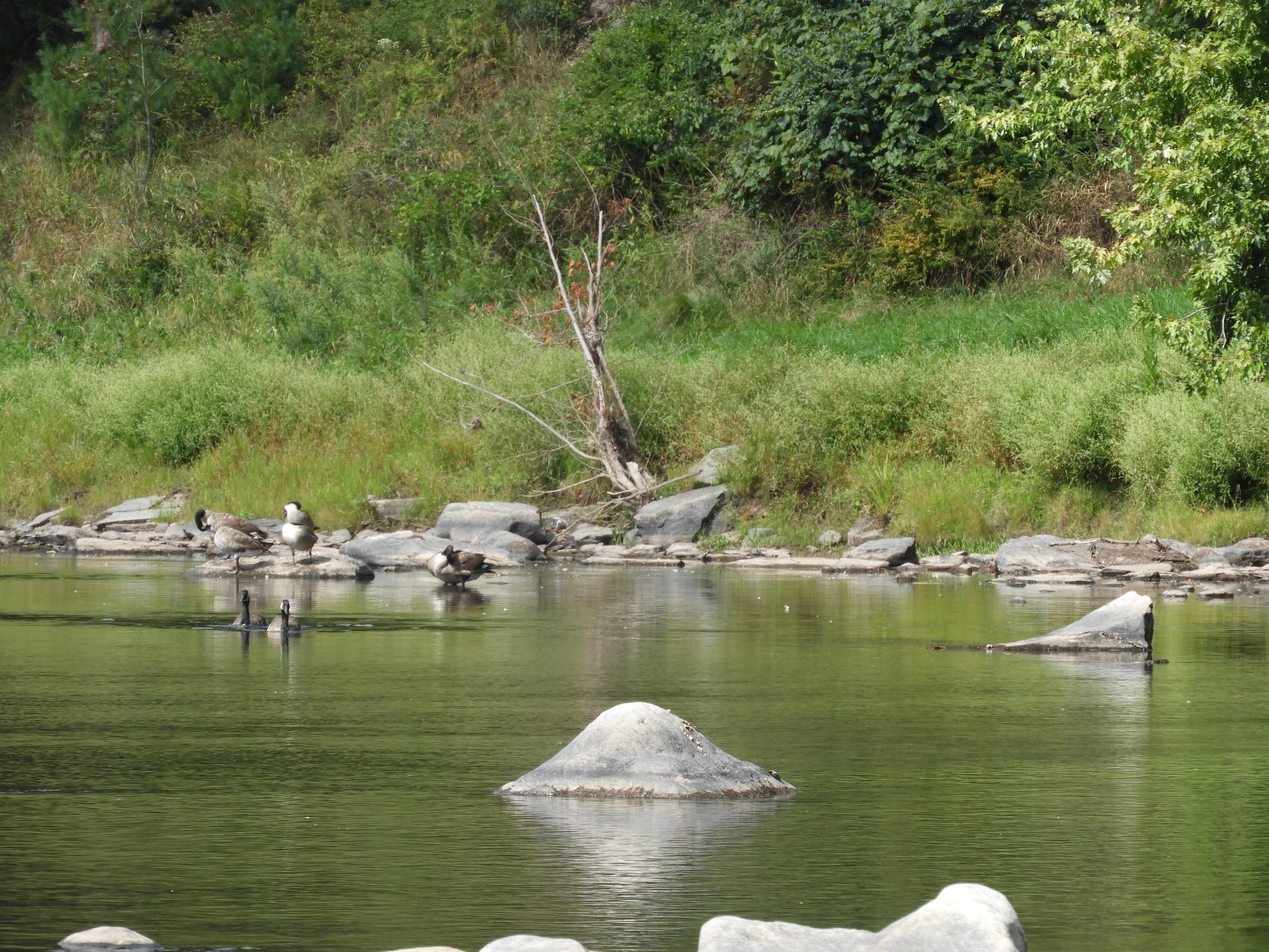 Upper Delaware River Scenic and Recreational National River near Masthope PA 21 of 25 (#0095)