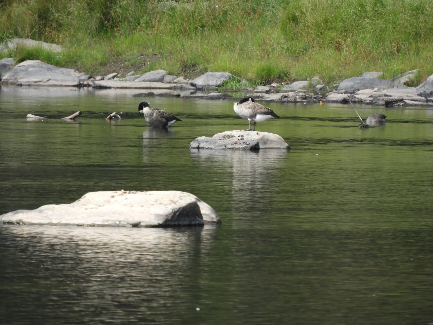 Upper Delaware River Scenic and Recreational National River near Masthope PA 22 of 25 (#0096)