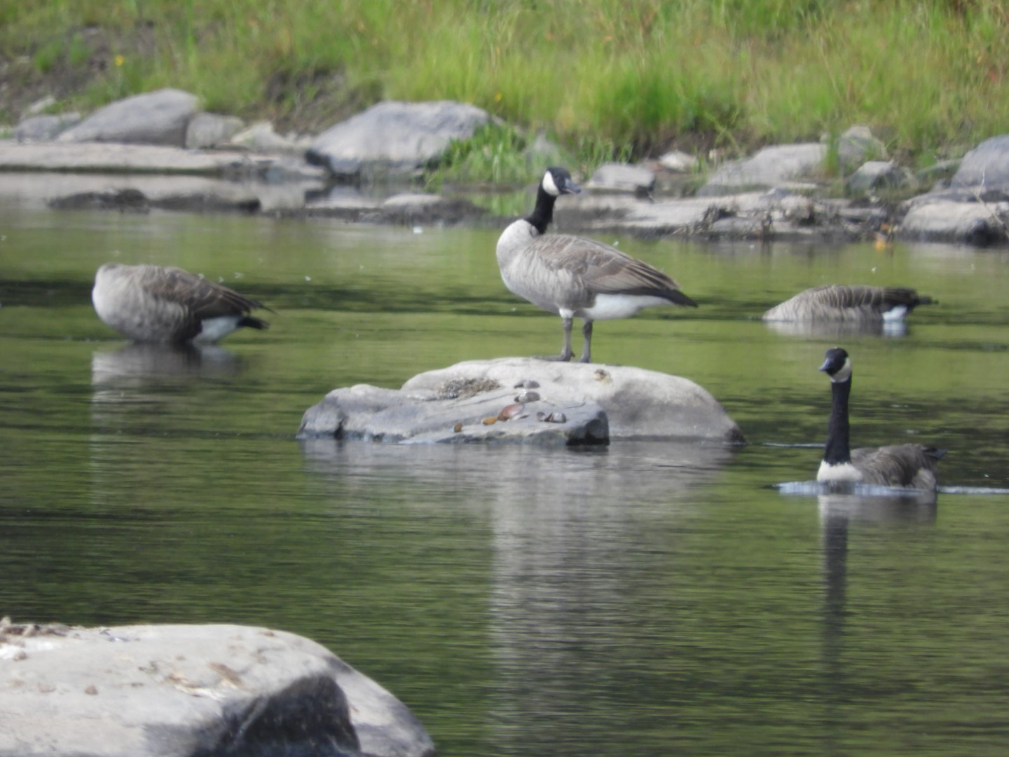 Upper Delaware River Scenic and Recreational National River near Masthope PA 23 of 25 (#0098)