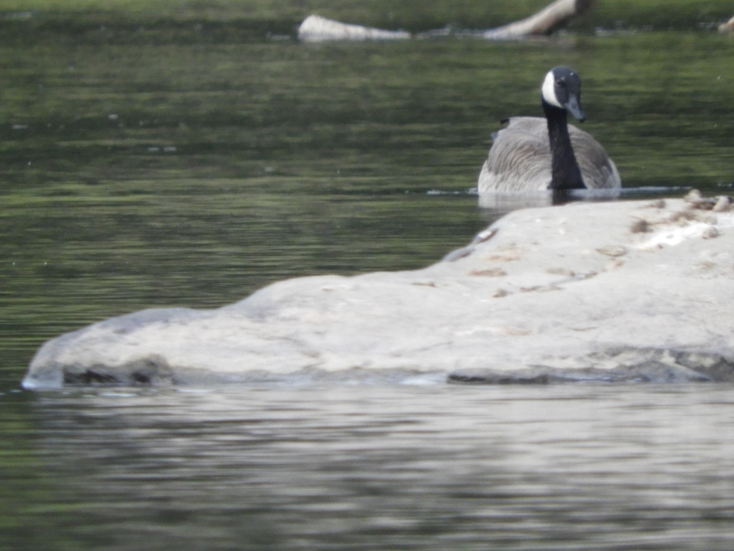 Upper Delaware River Scenic and Recreational National River near Masthope PA 25 of 25 (#0102)