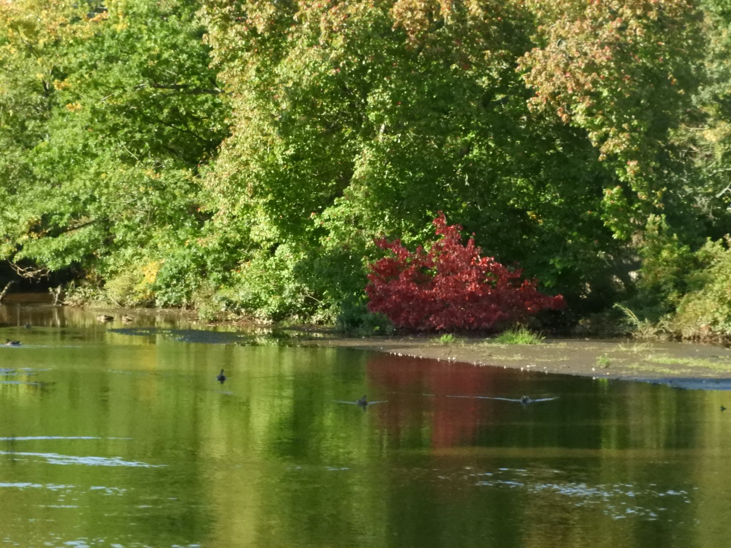 Adjacent to Plimouth Grist Mill 2 of 19 (#0271)